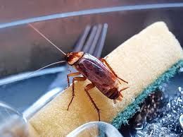 What Are the Most Common Pests Found in Basements and Attics?