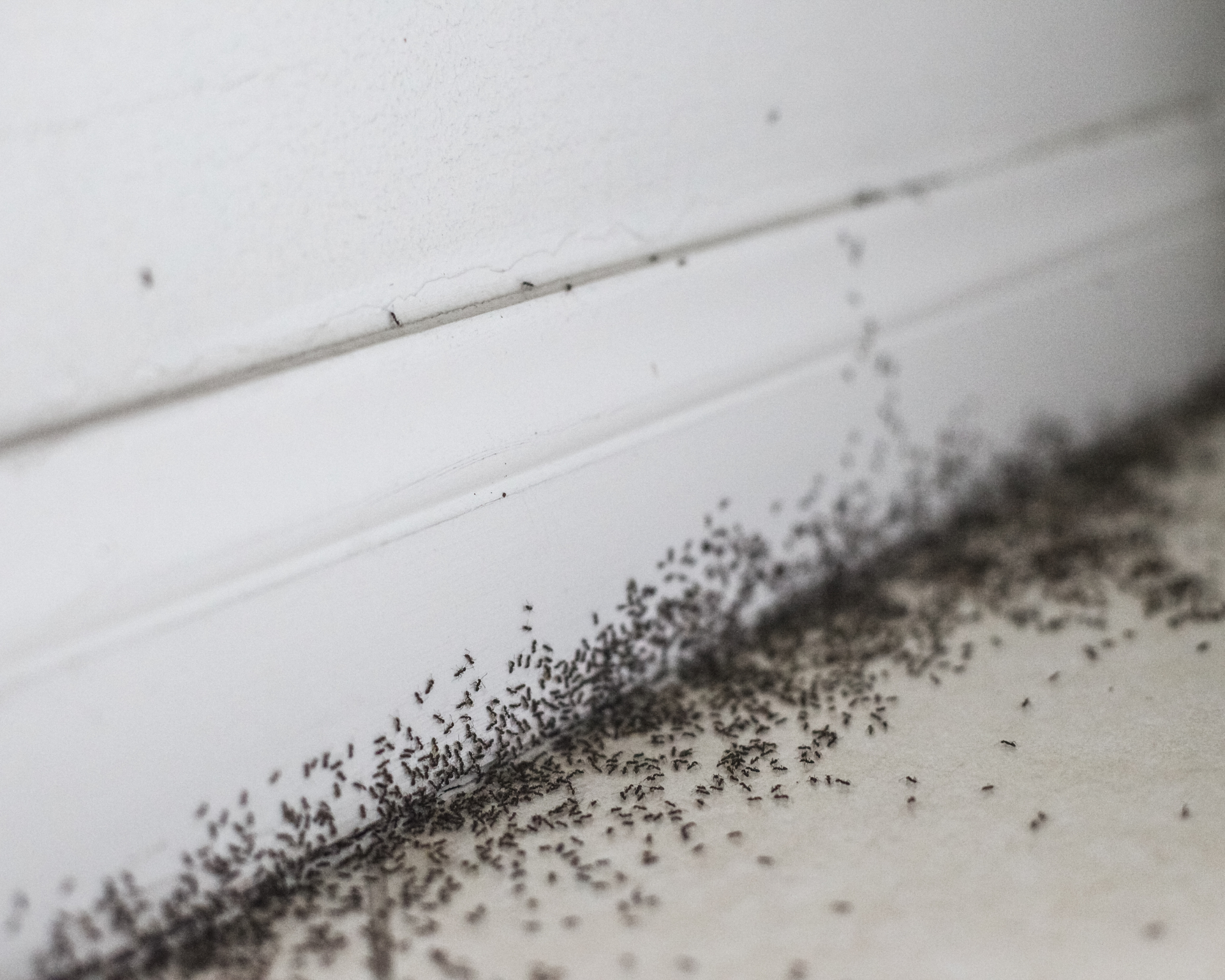 ant control st. augustine fl