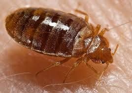 What Should You Do if You See Bugs After Pest Control?