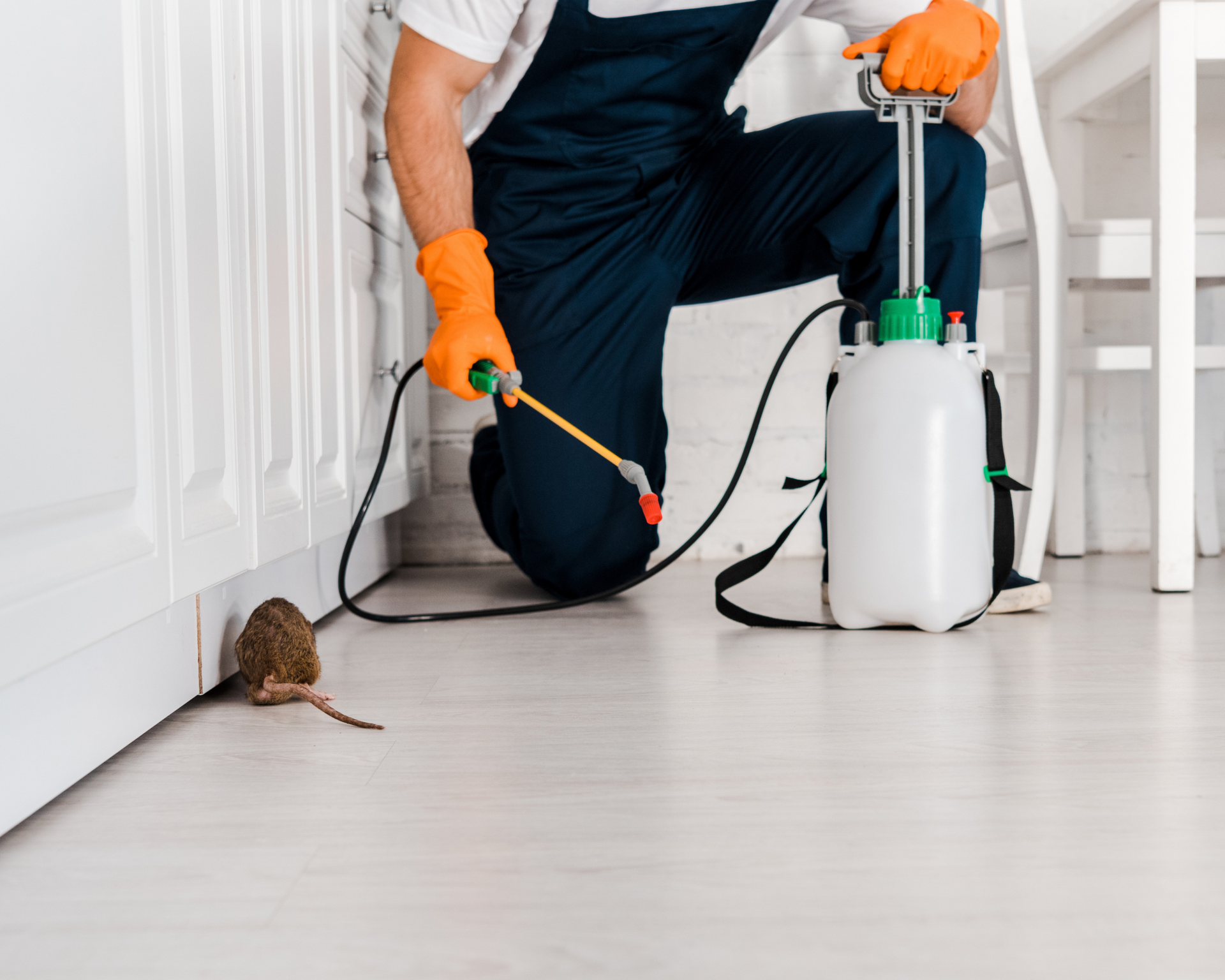 rodent control services