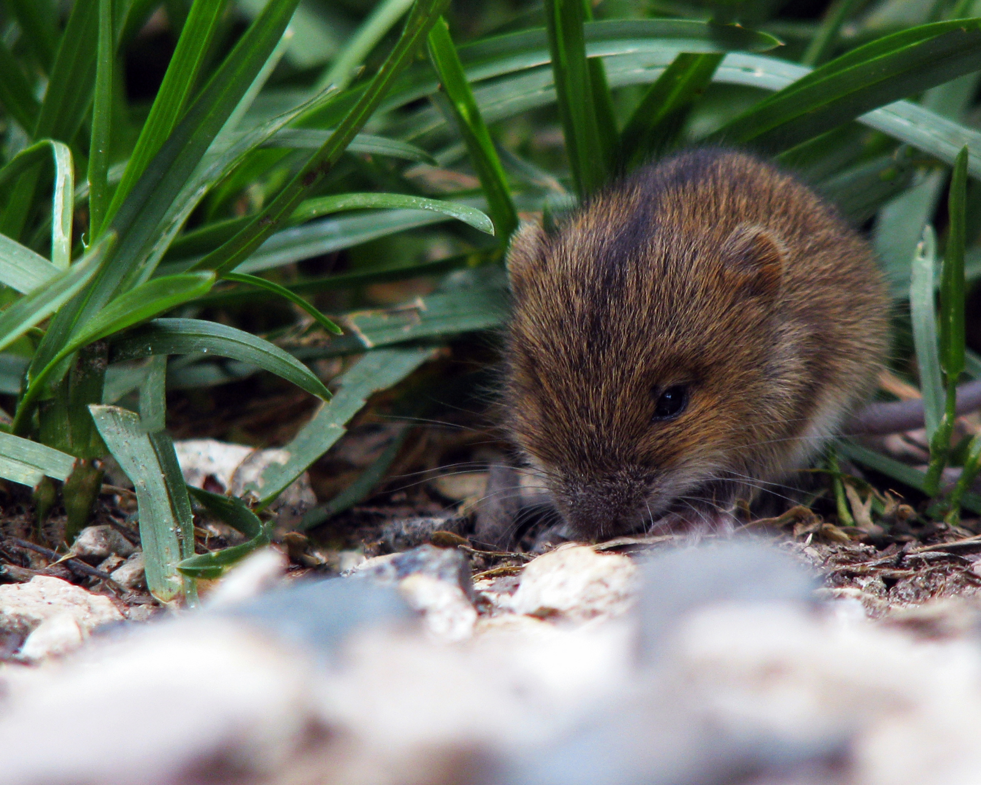 rodent control service in st. augustine beach
