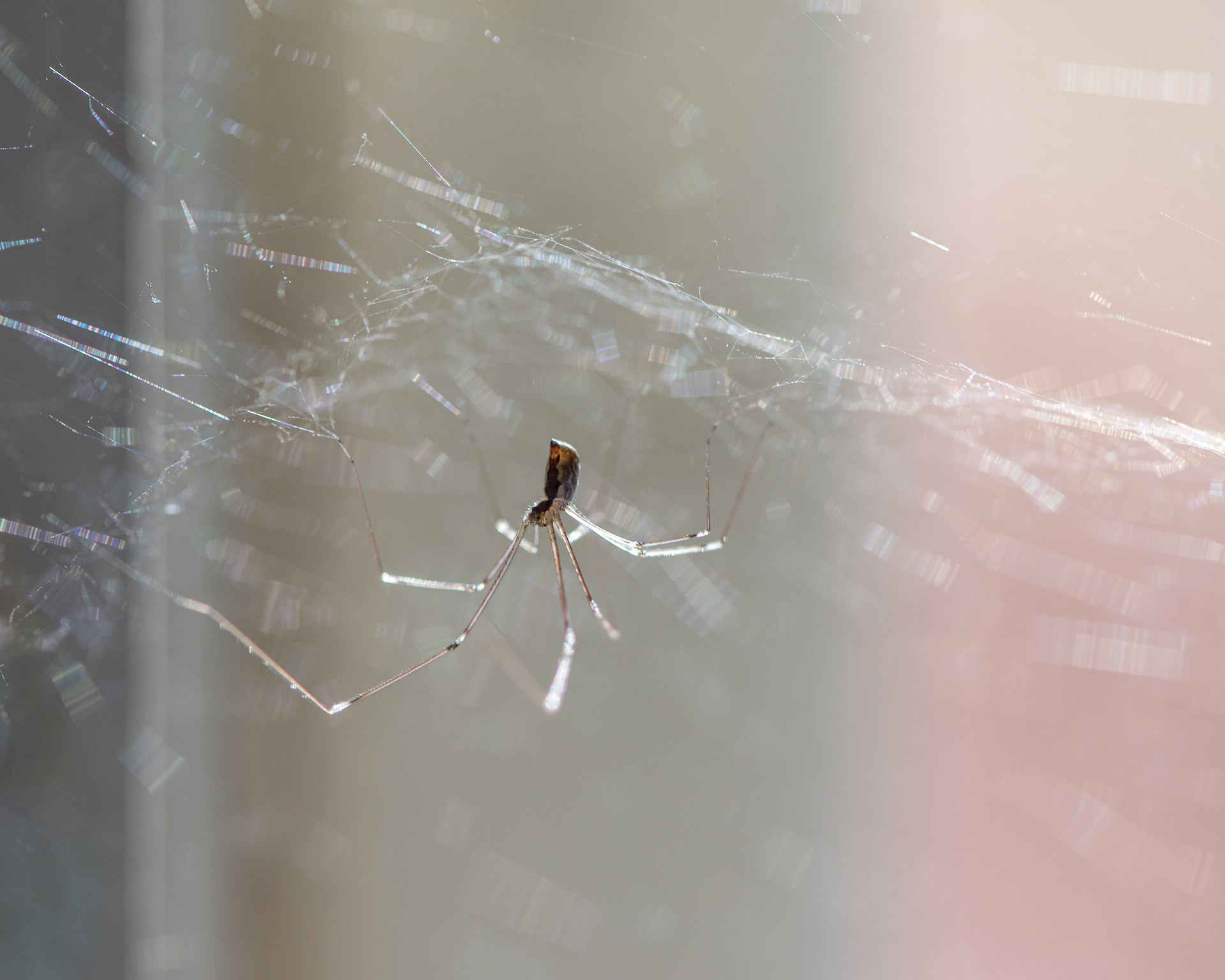 spider control service in st. augustine beach