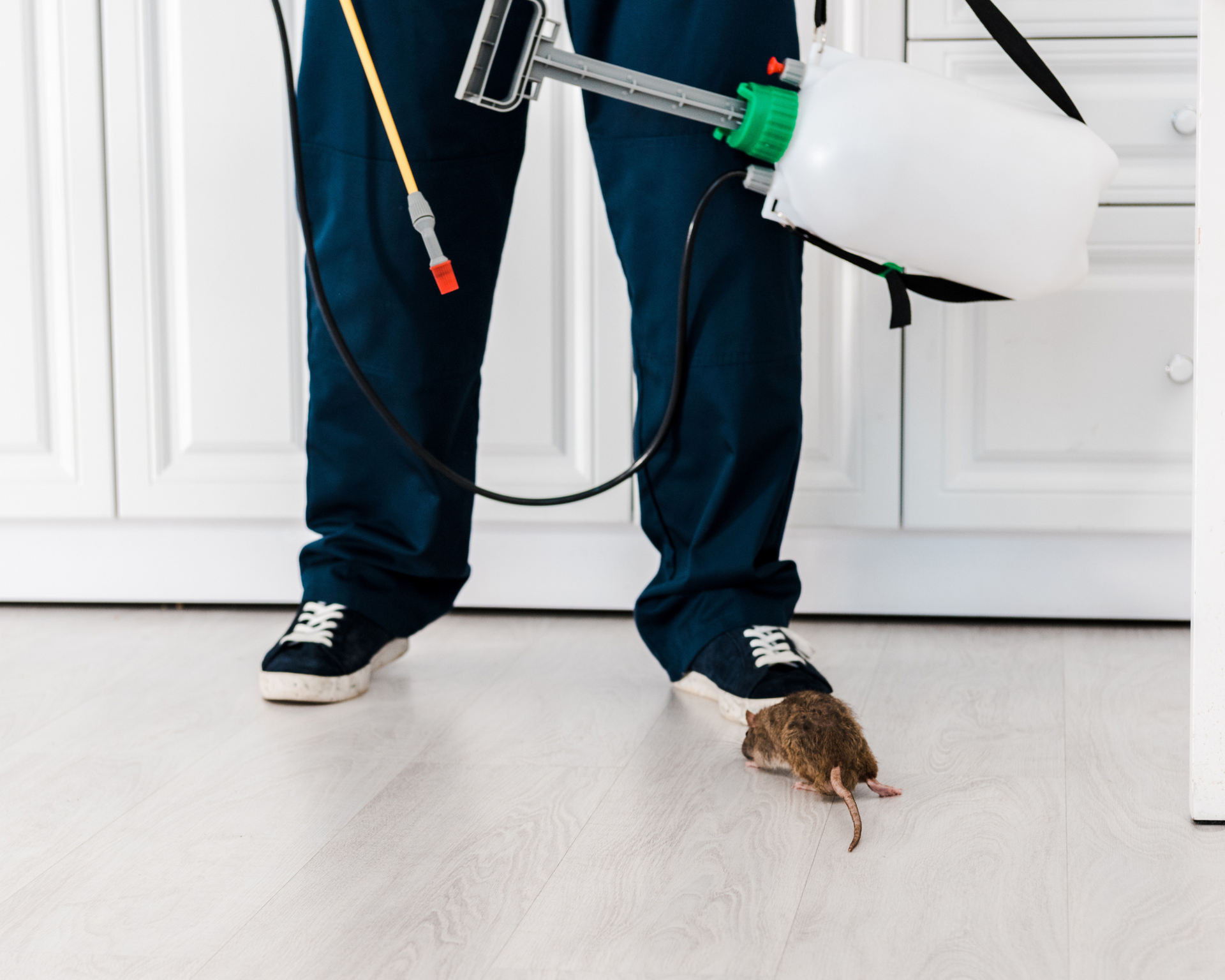 st augustine rodent control