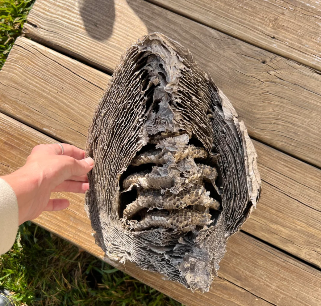 wasp and hornet control service in st. augustine beach