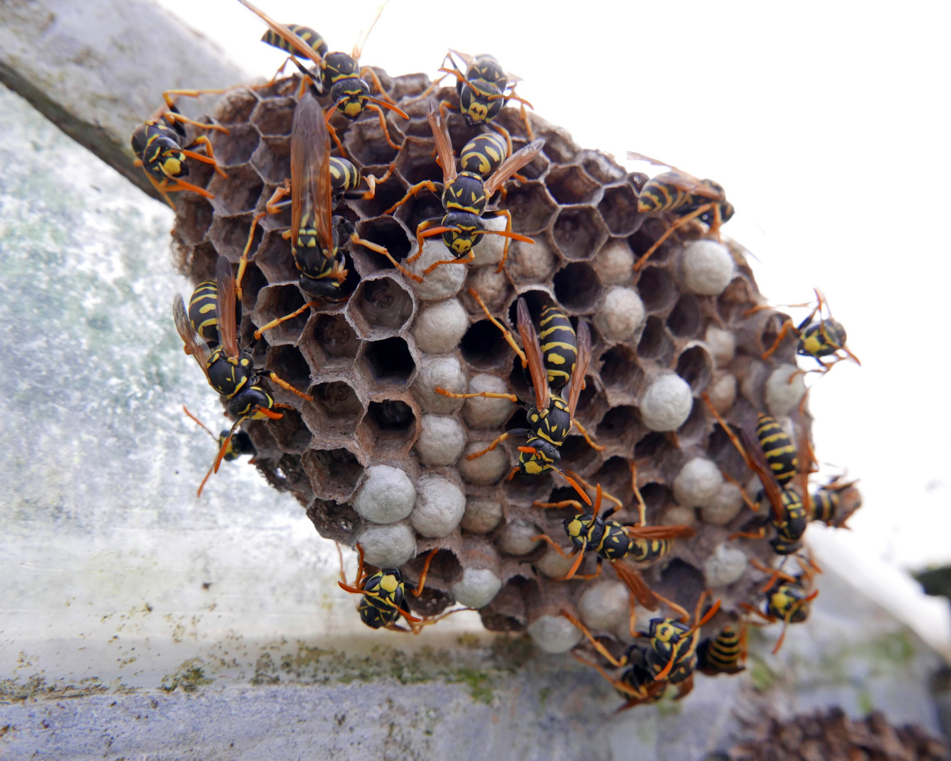 Wasp control in st. augustine fl