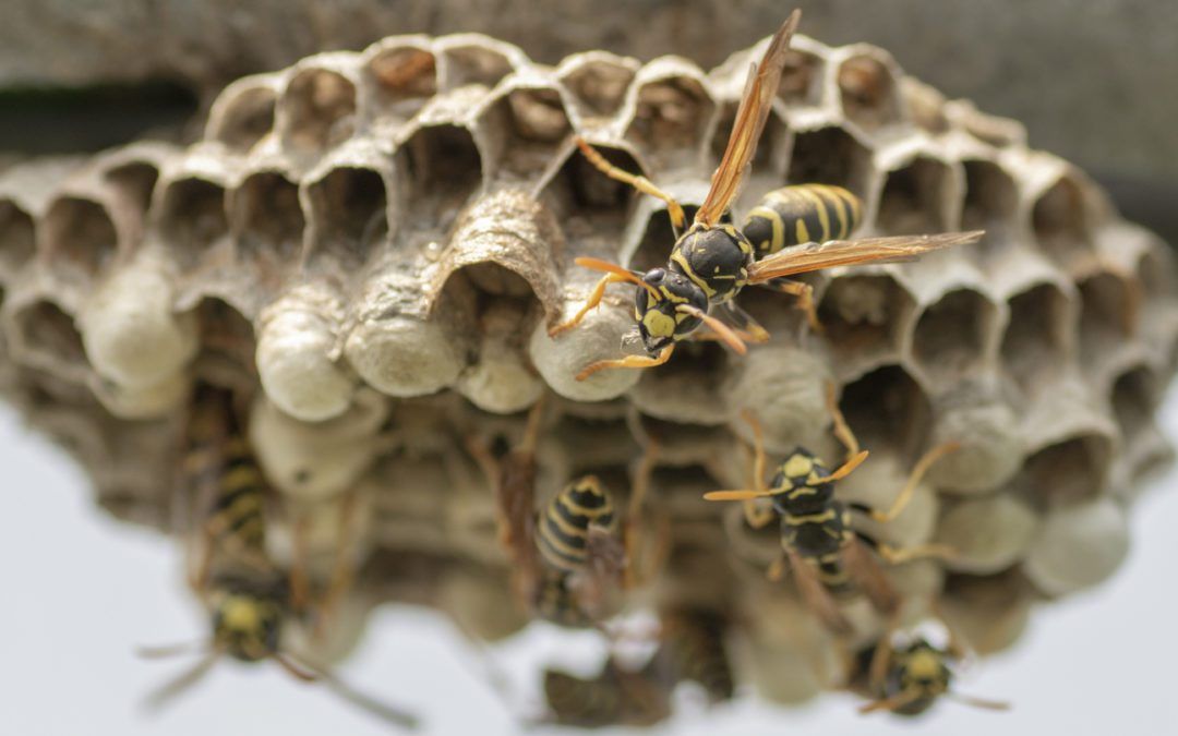 What Should You Do if You Suspect a Hidden Pest Infestation