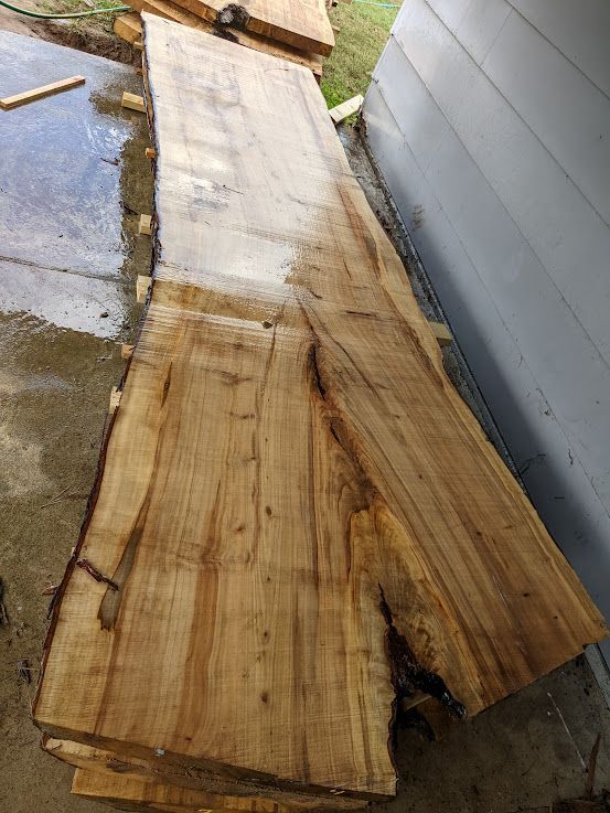 Big Leaf VA Maple