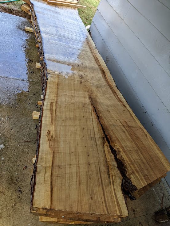 Big Leaf VA Maple