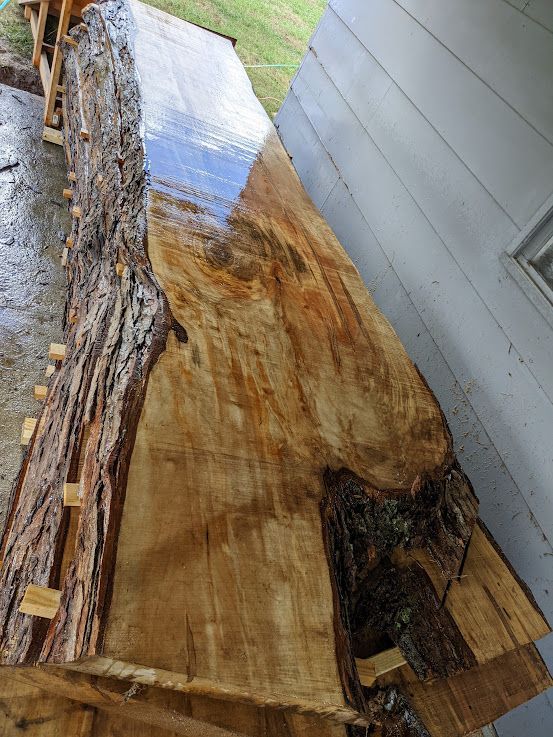 Big Leaf VA Maple
