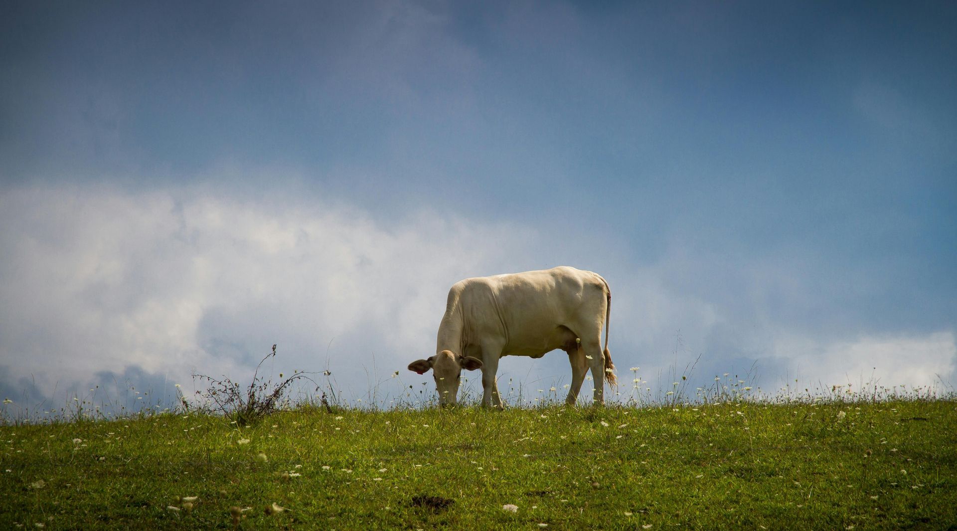 A cow is grazing in a grassy field with a blue sky in the background.