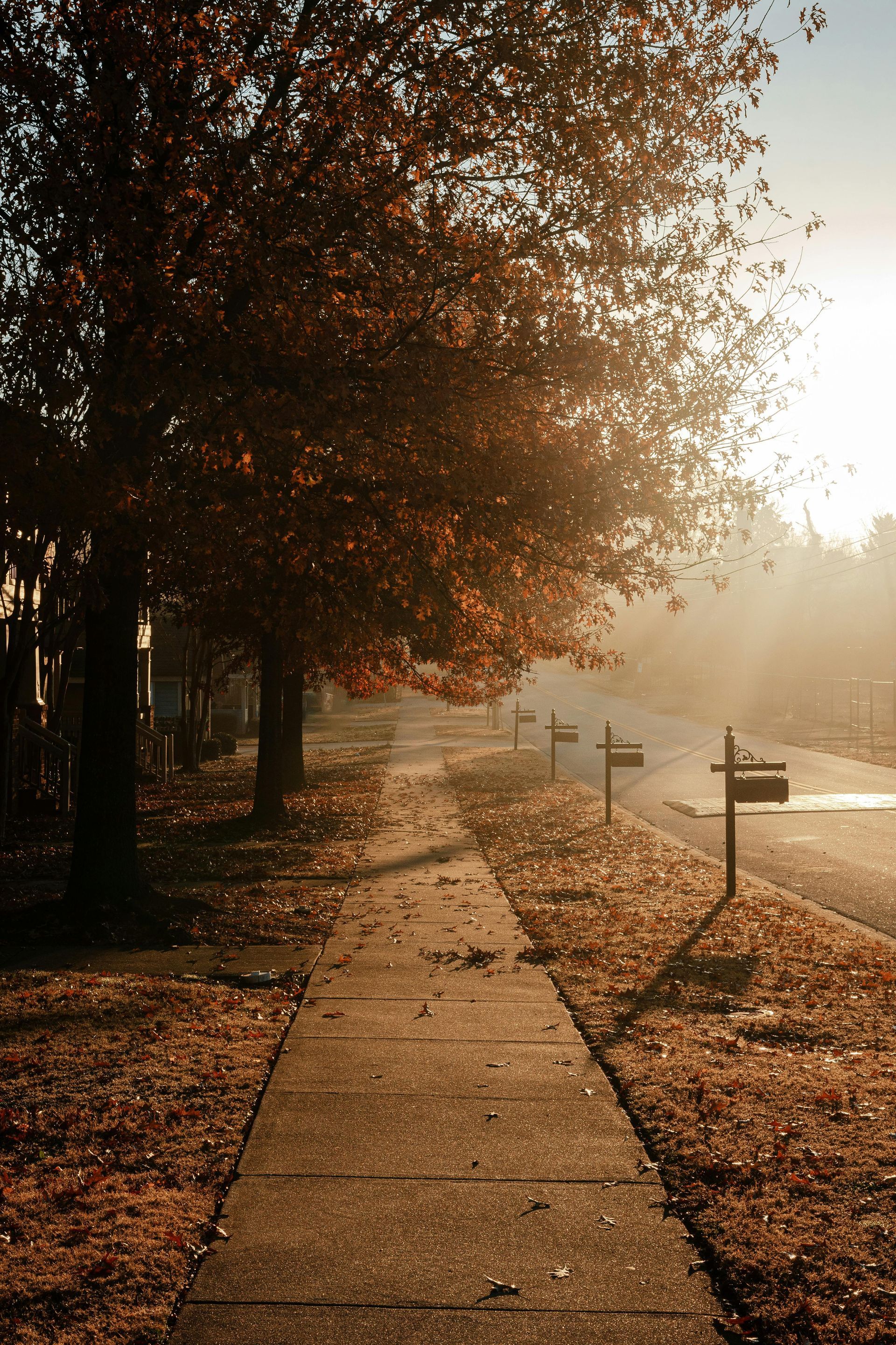 The sun is shining through the trees on the sidewalk