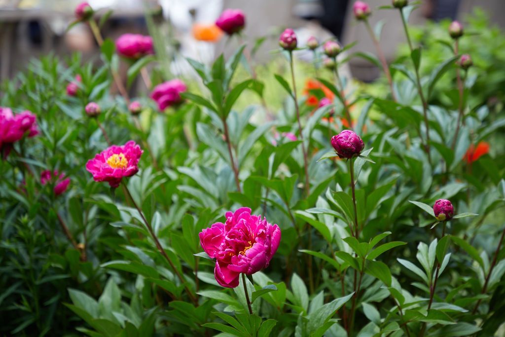 A bunch of pink flowers are growing in a garden.