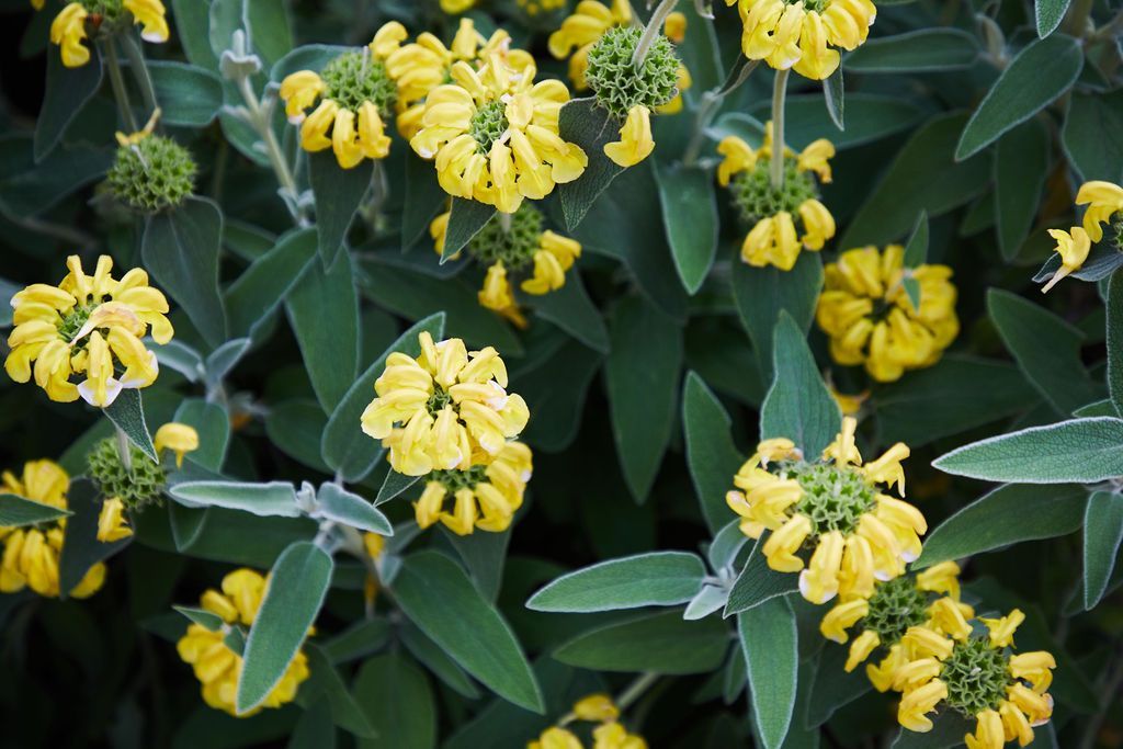 A close up of a plant with yellow flowers and green leaves