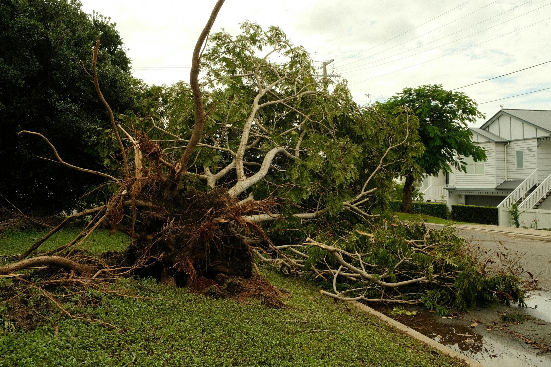 Uprooted tree lies on grassy verge beside a street and building. — Slash Mulch Co in Googa Creek, QLD
