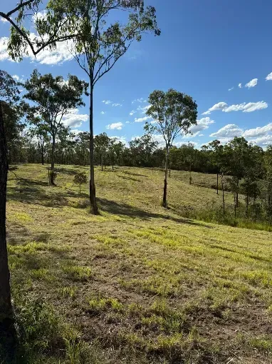 Grassy field with scattered trees under a bright blue sky with clouds