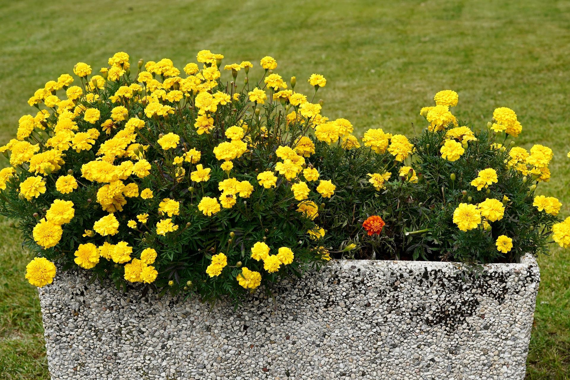 Yellow flowers overflowing from a gray stone planter outdoors