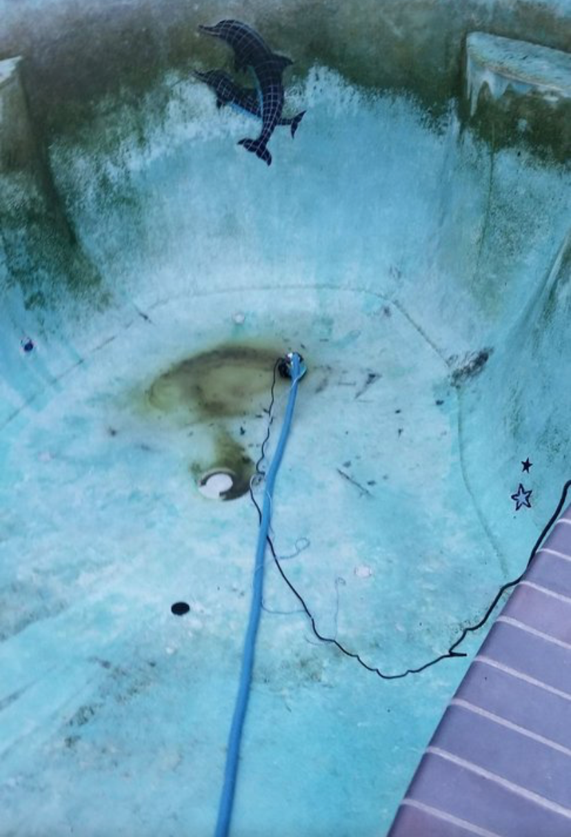 An empty, light blue pool with algae stains, a blue hose, a drain, and decorative dolphin and star tiles on the walls.