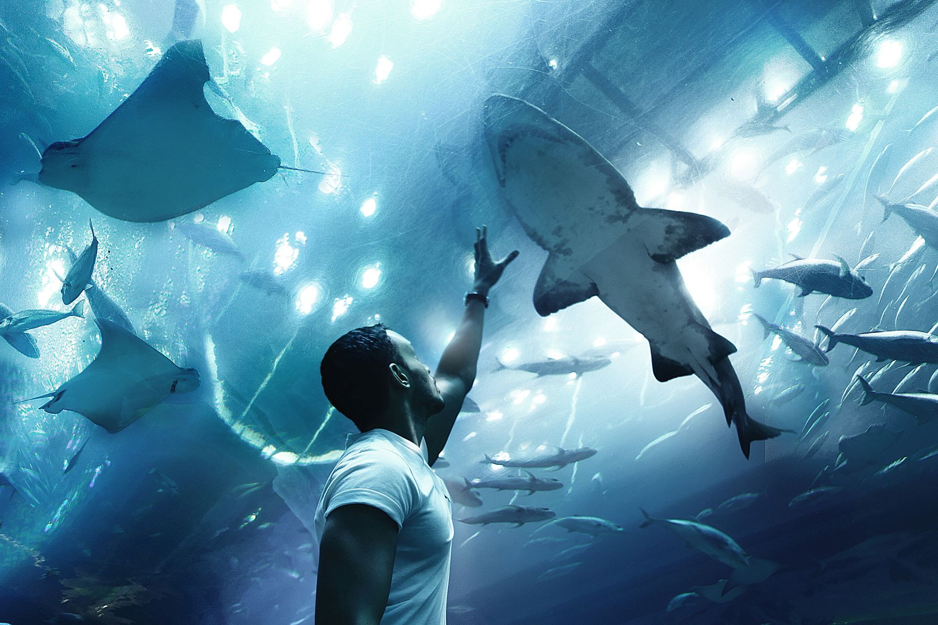 Aquarium & Underwater Zoo Aquarium & Underwater Zoo