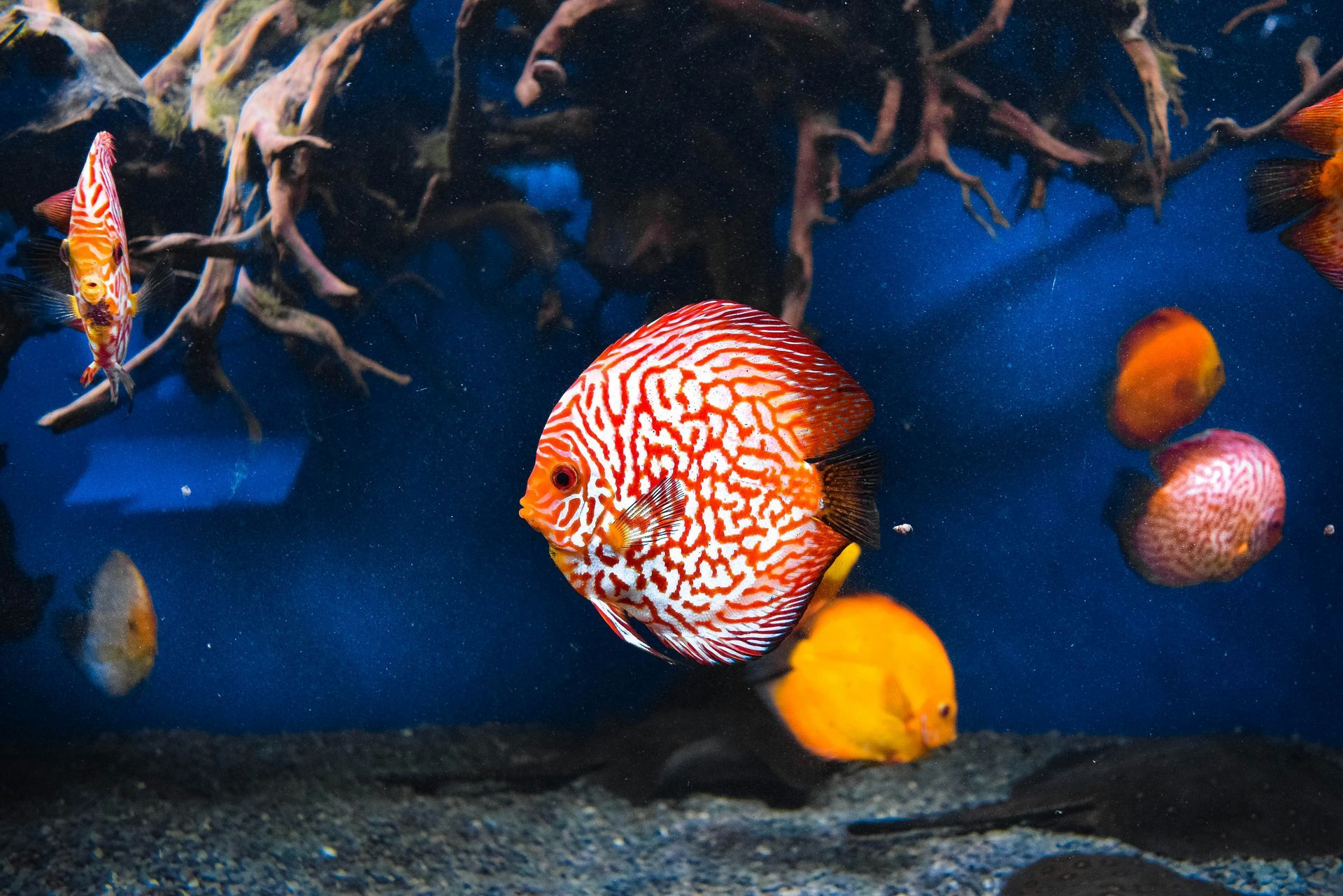 Aquarium Cap Blanc Aquarium Cap Blanc