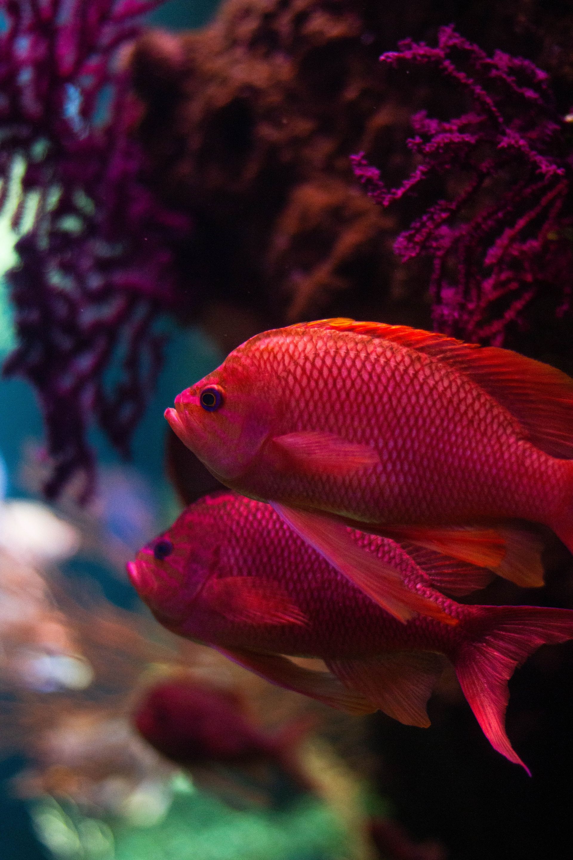 Aquarium La Rochelle Aquarium La Rochelle