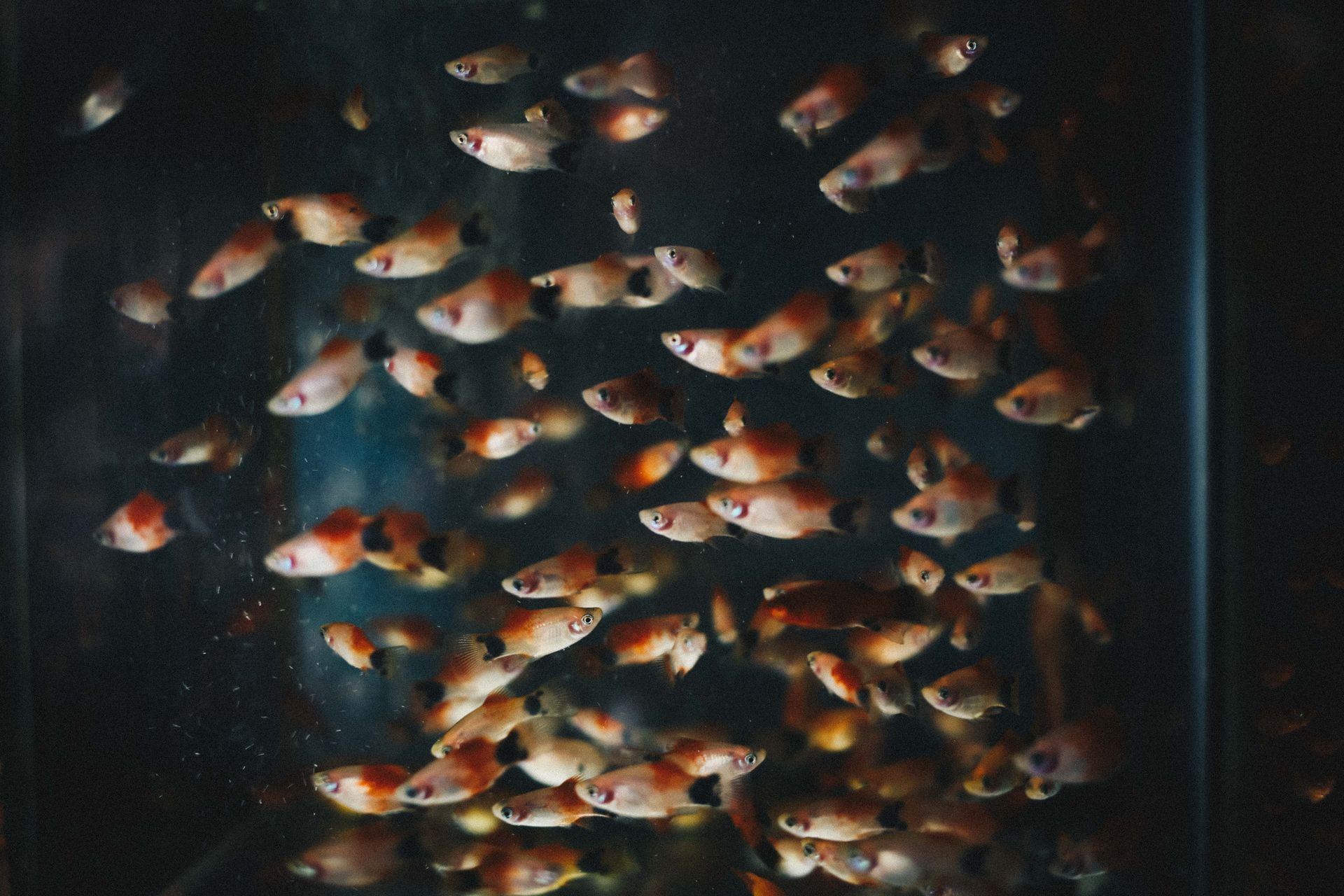 Aquarium of Imperia Aquarium of Imperia