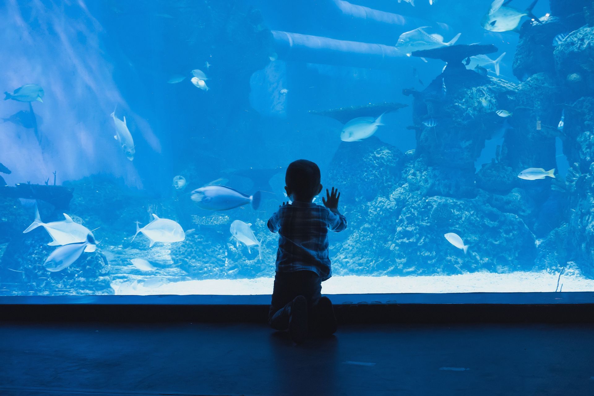 Aquarium Aquarium