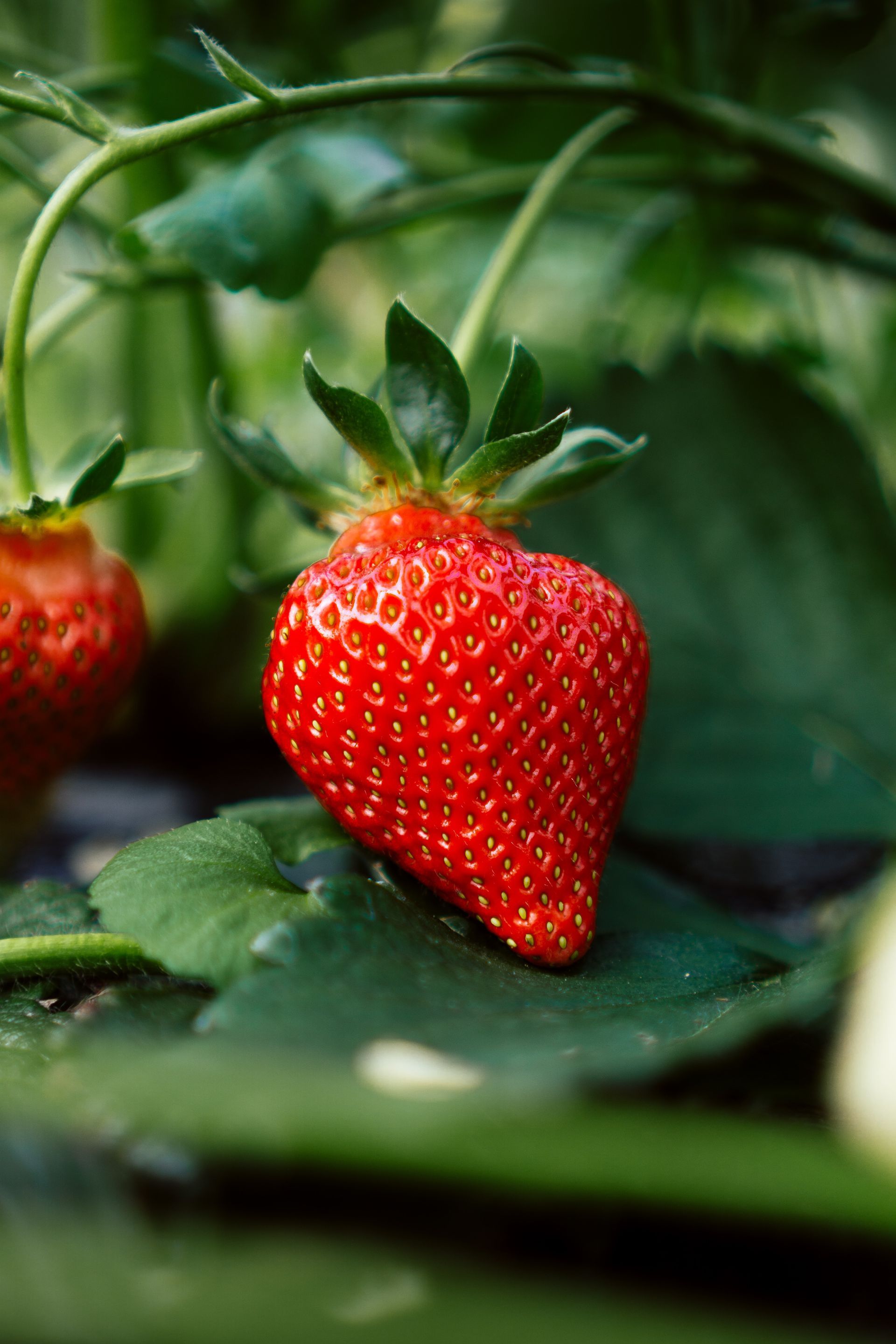 Attend Nemi's Strawberry Festival Attend Nemi's Strawberry Festival
