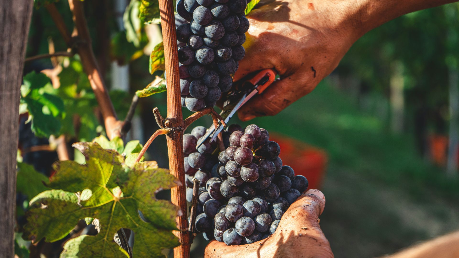 Barolo Barolo