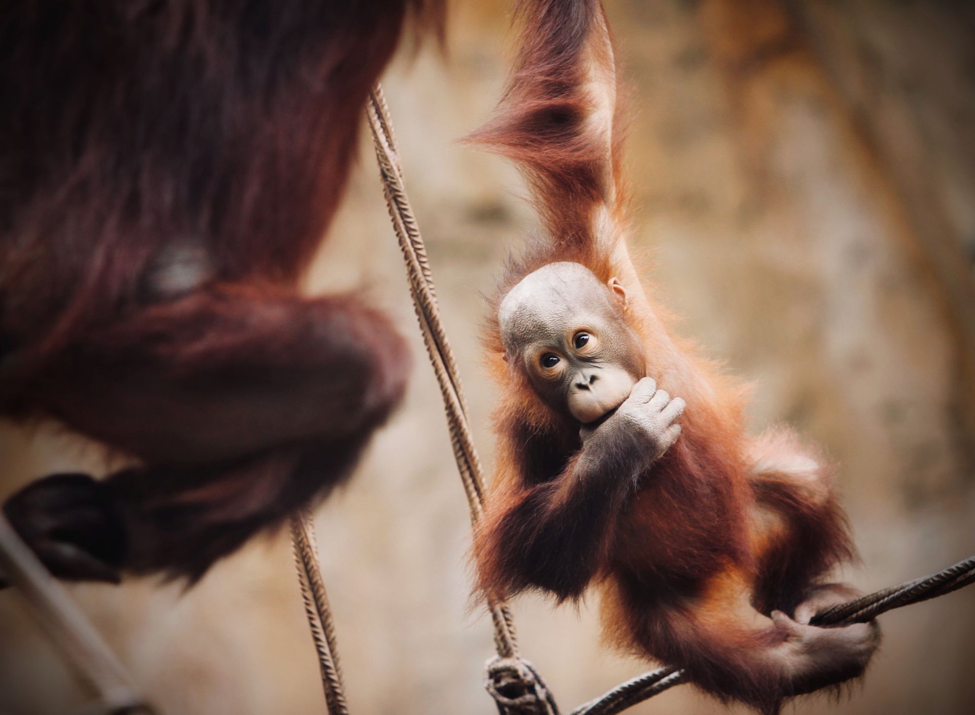 Bioparc Fuengirola Bioparc Fuengirola