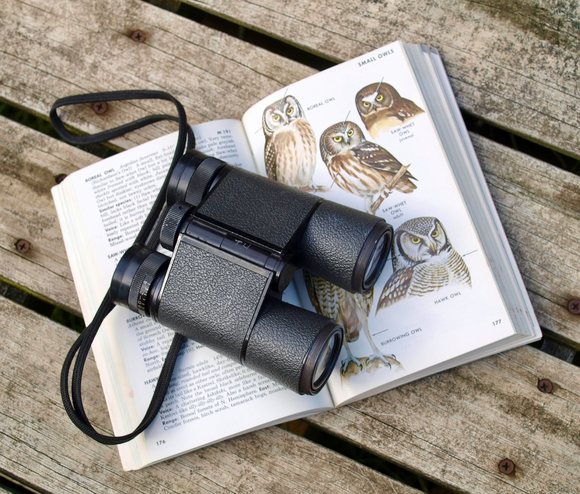 Bird watching Bird watching