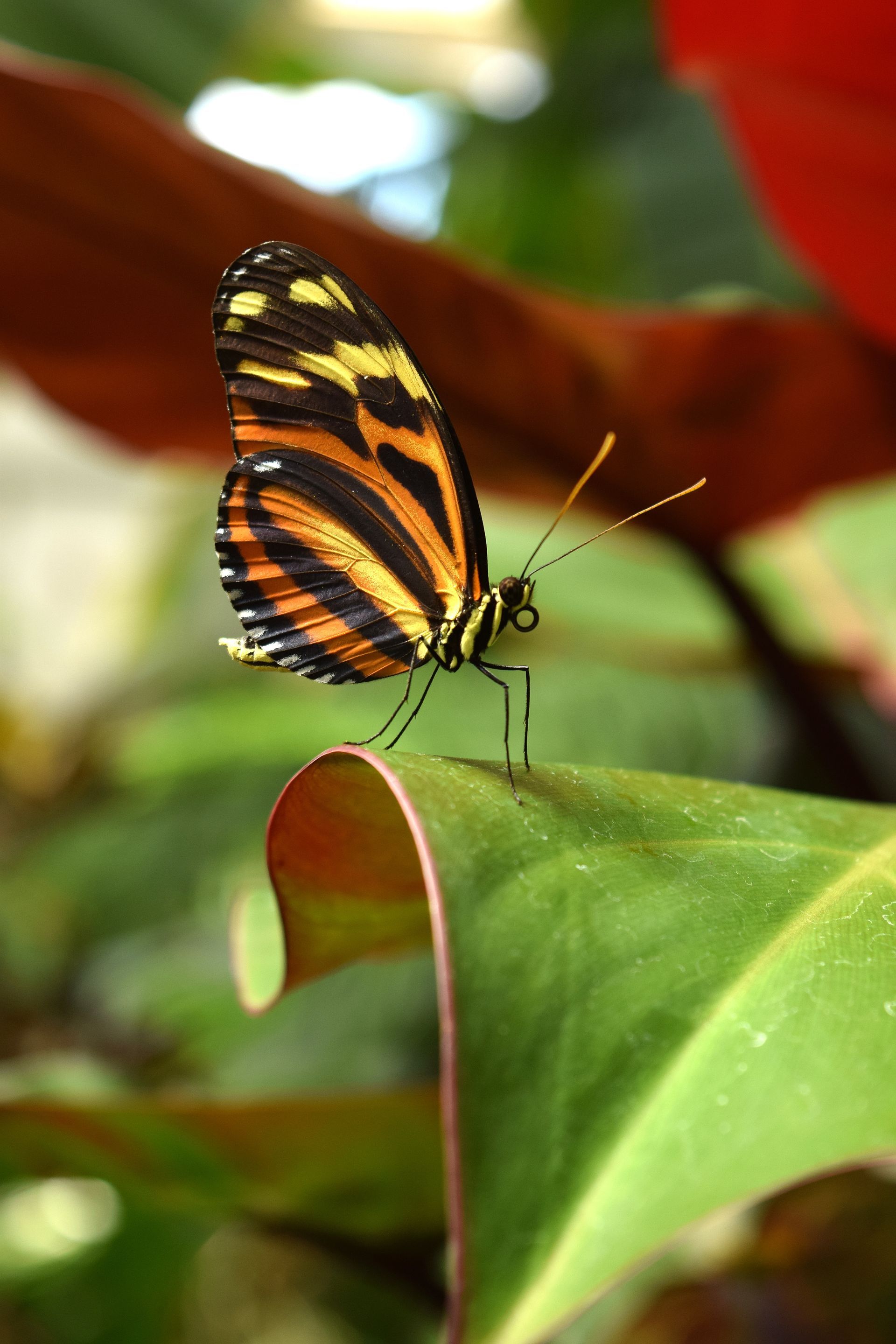 Butterfly Park Butterfly Park