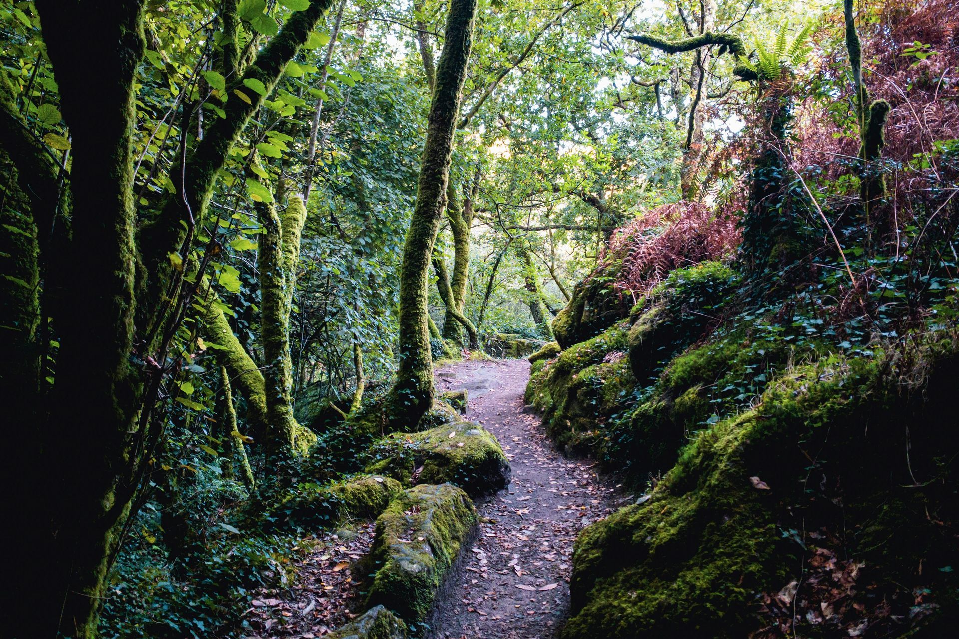 Camino de Santiago