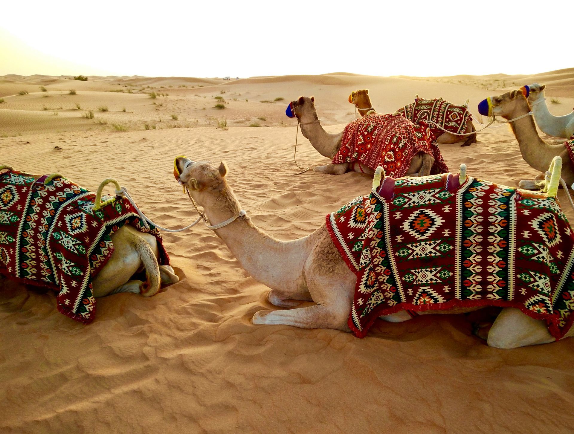 Desert Safari Desert Safari