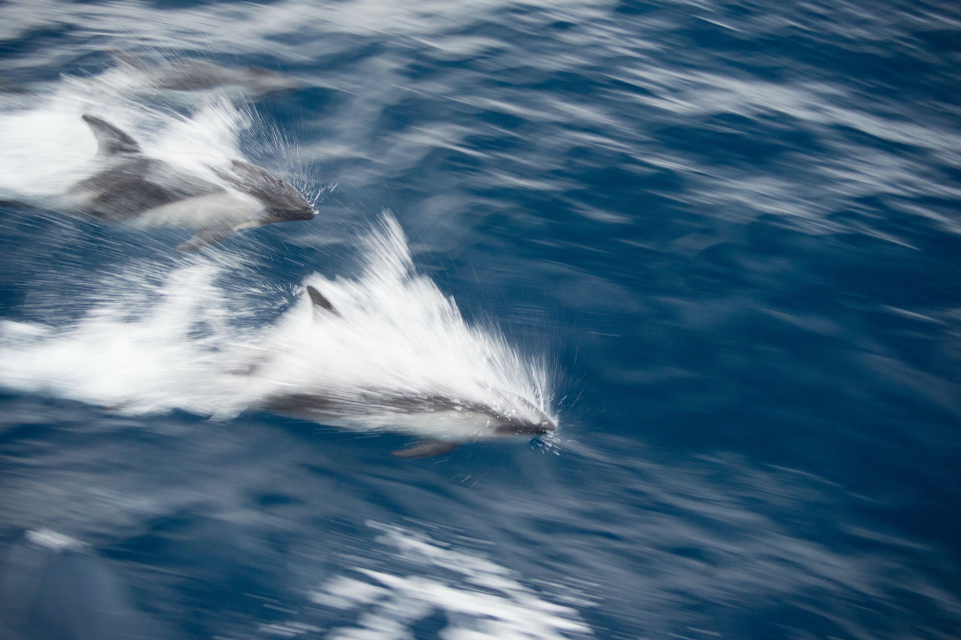 Dolphin Watching Dolphin Watching