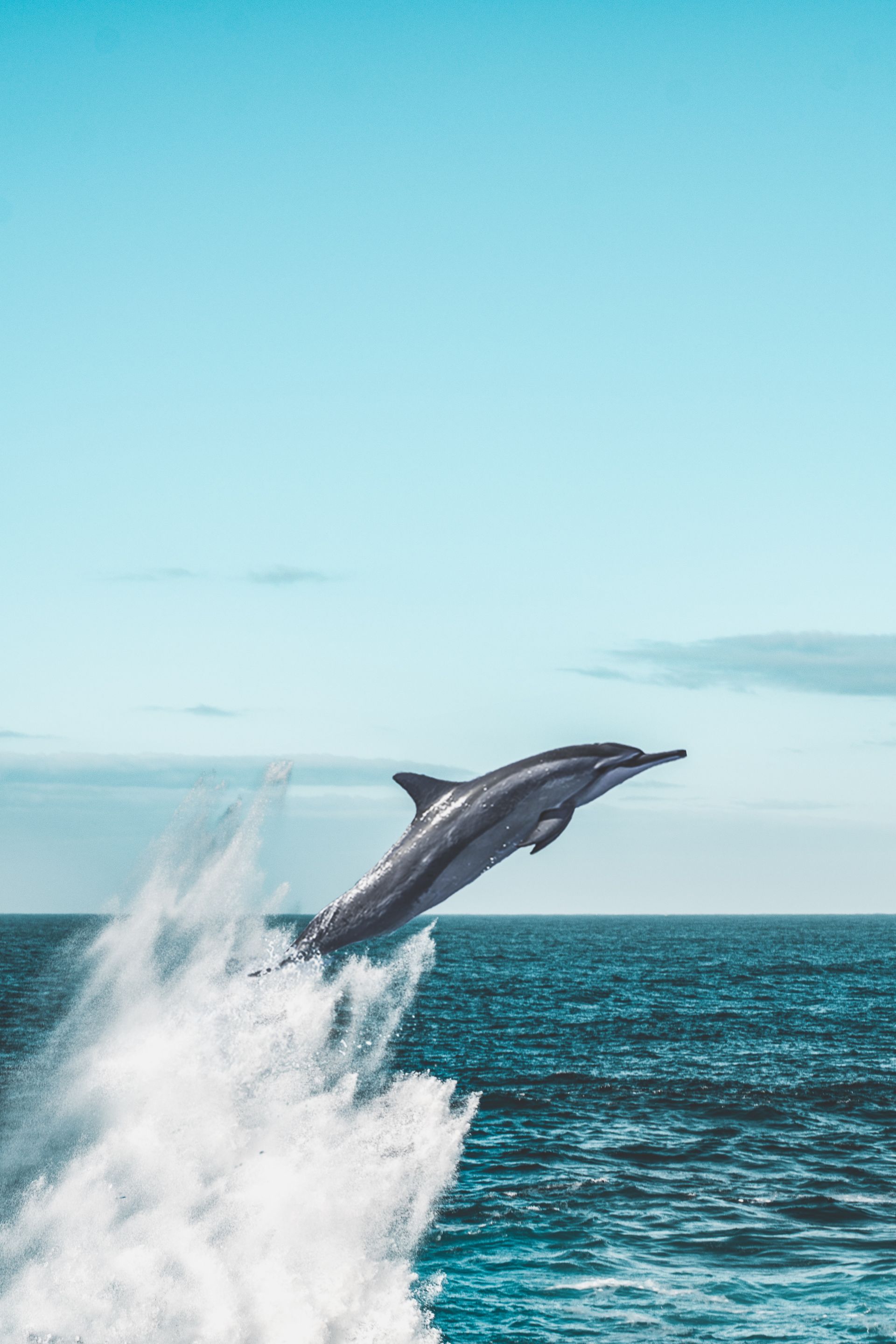 Dolphin Watching Dolphin Watching