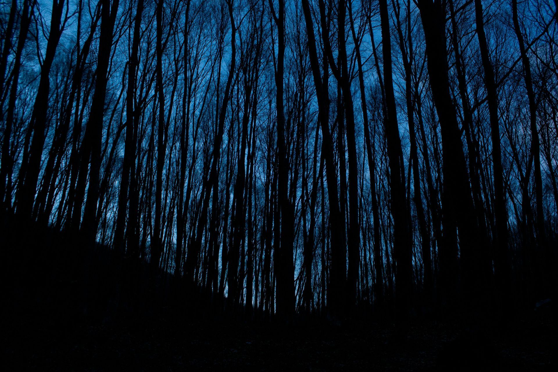 FORBIDDEN FOREST FORBIDDEN FOREST