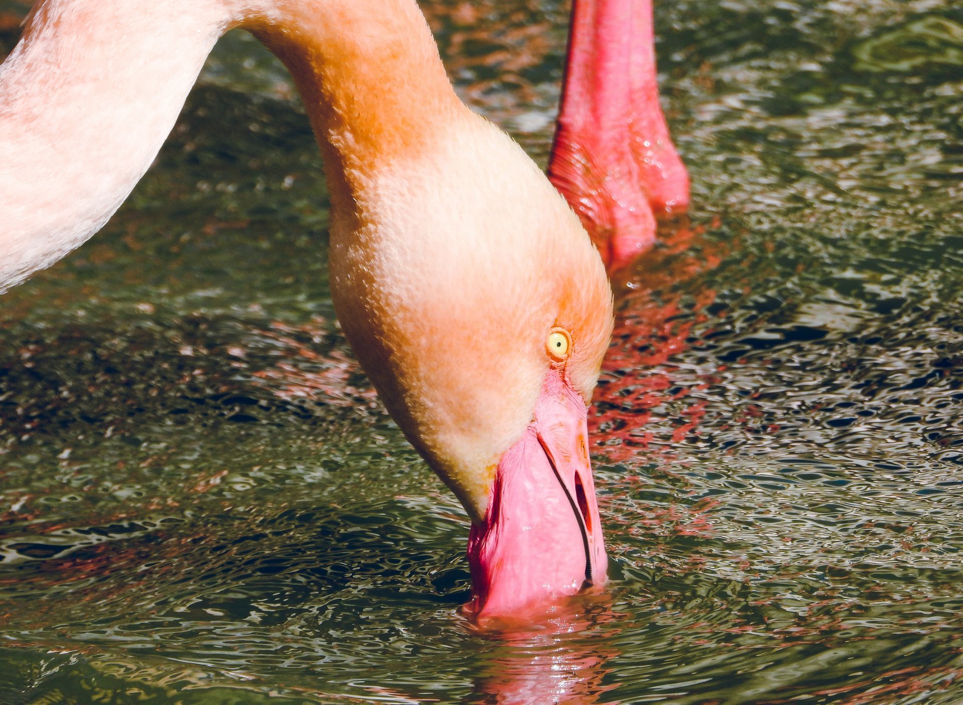 Flamingos of Camargue Flamingos of Camargue