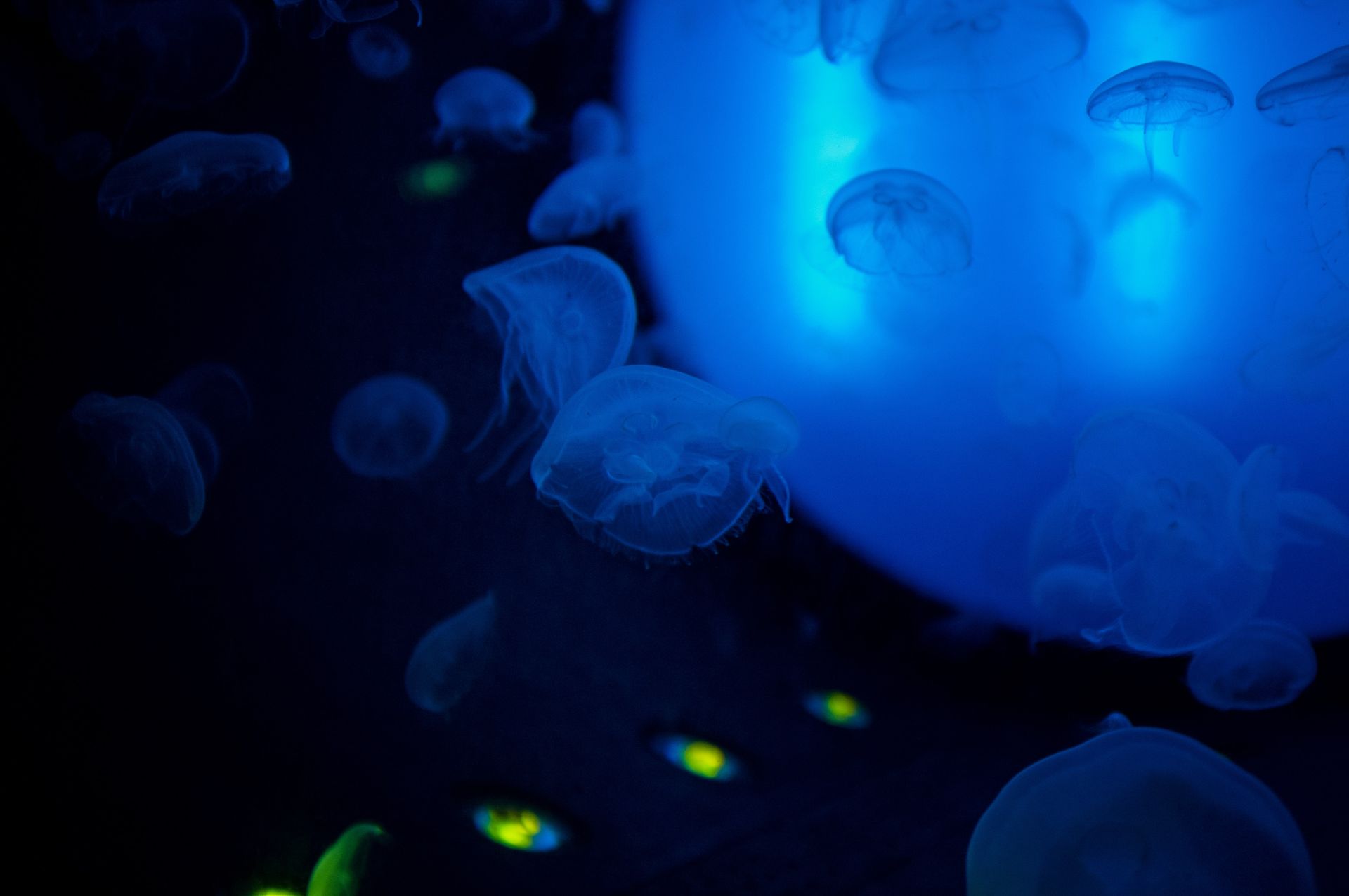 Grand Aquarium Saint Malo Grand Aquarium Saint Malo