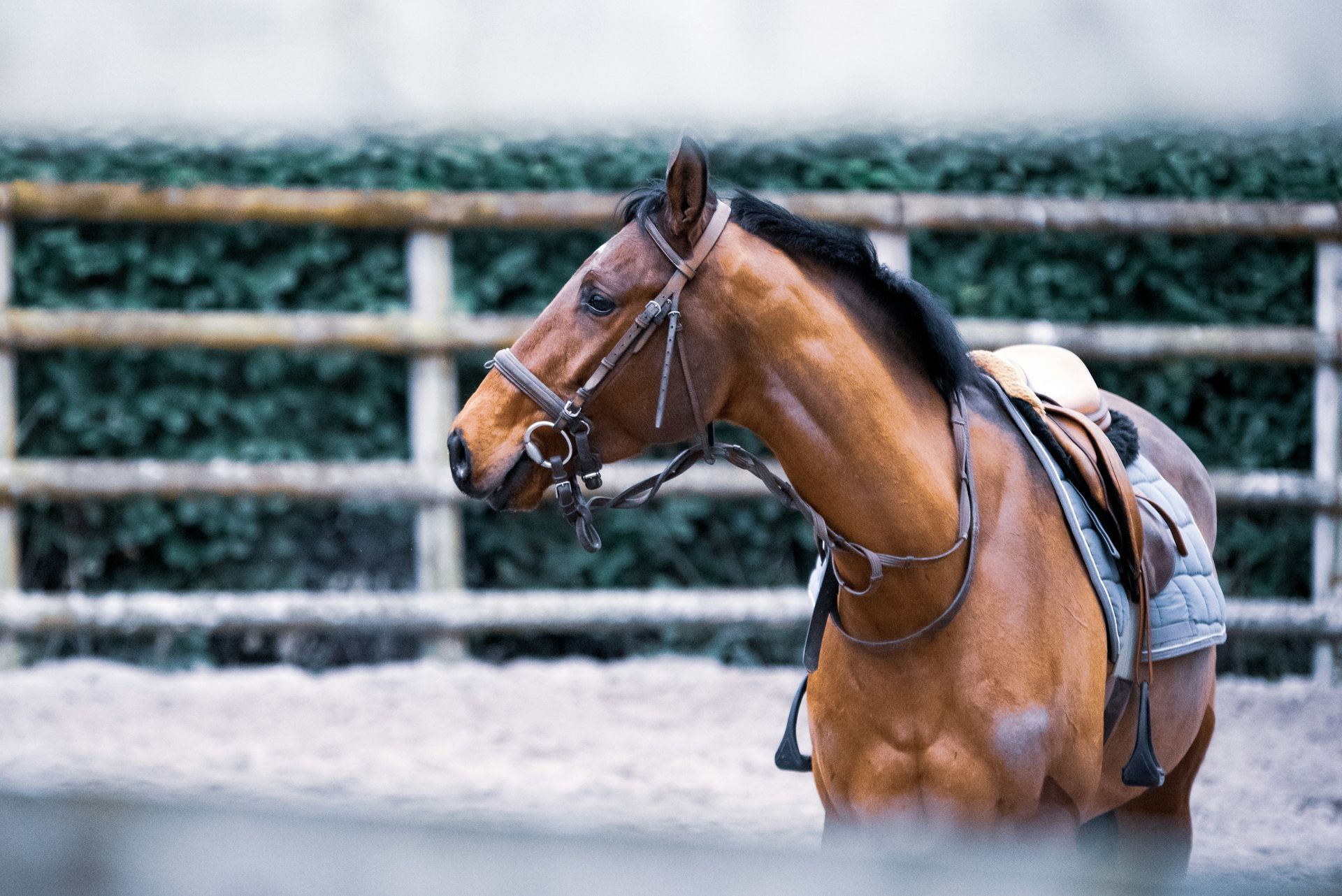Horseback Riding Horseback Riding