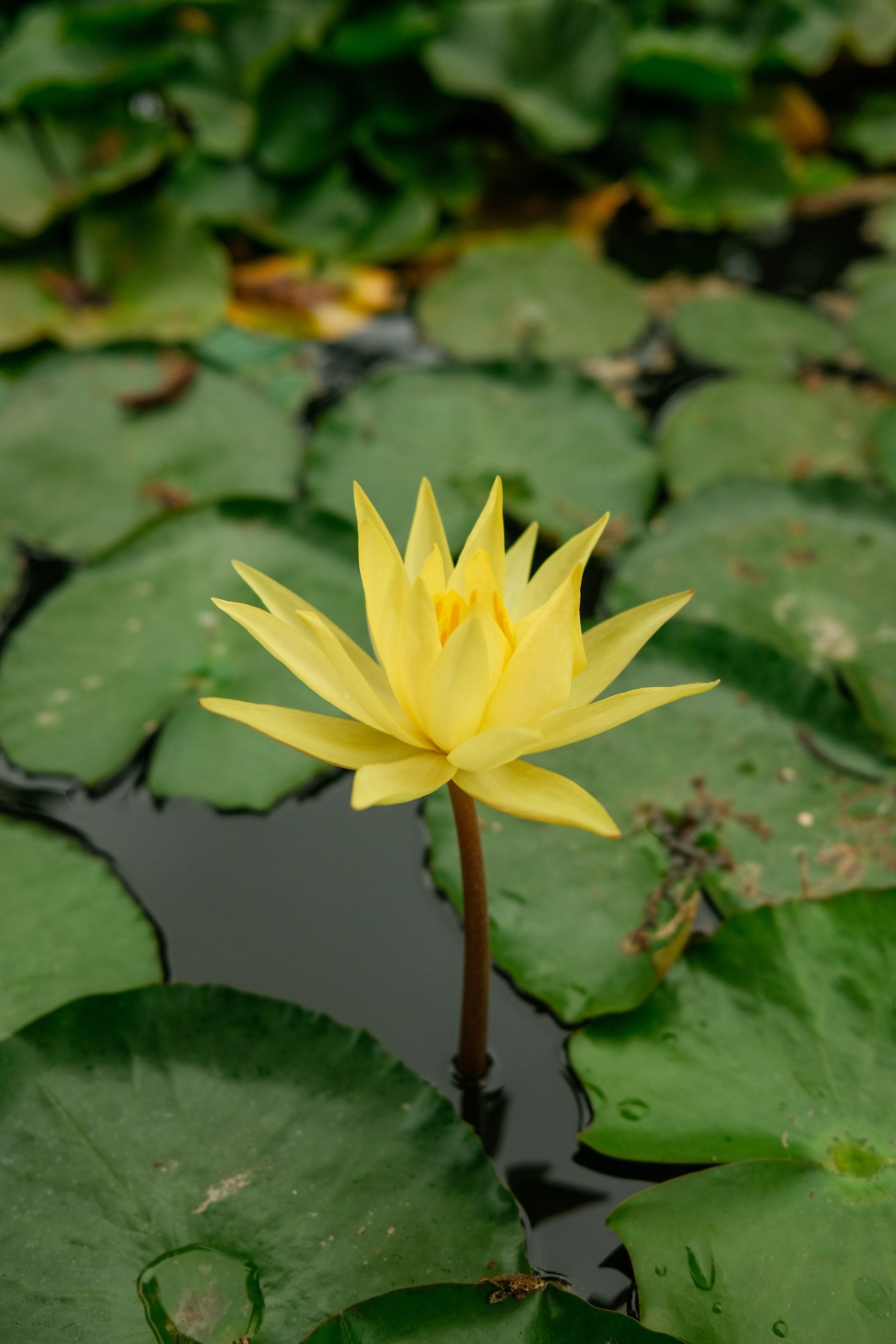Jardín Botánico