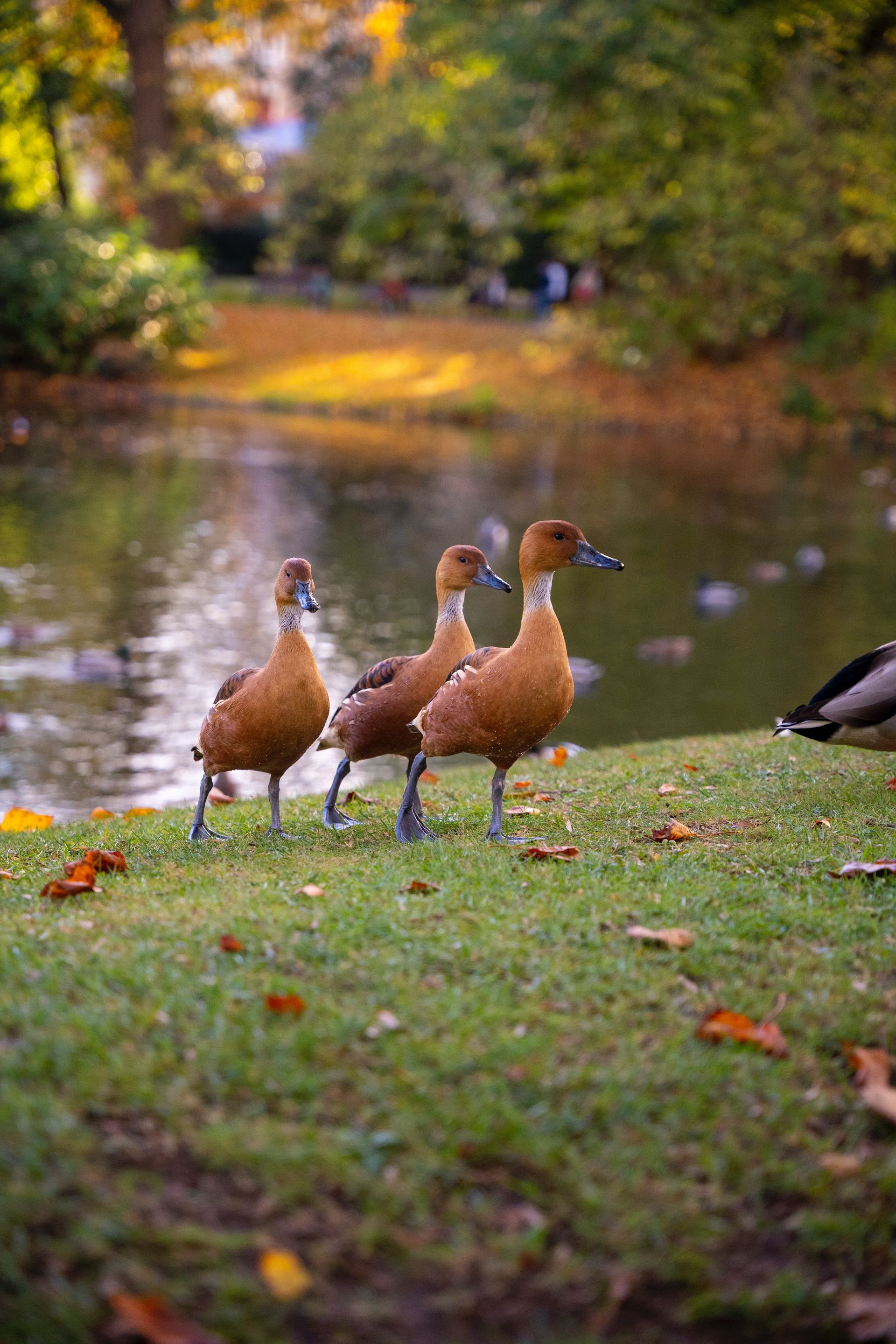 Jardin des Plantes Jardin des Plantes