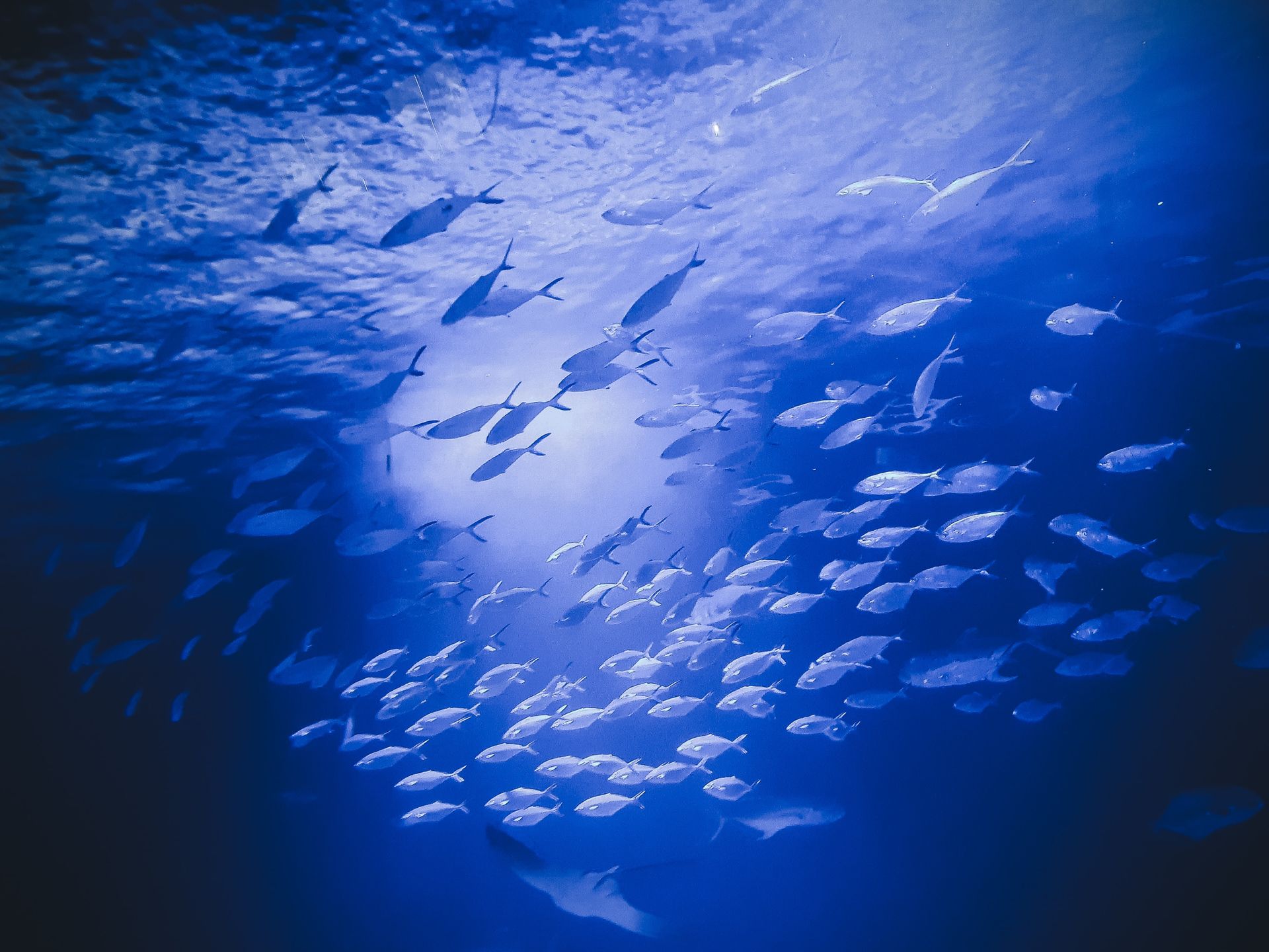 L'Oceanogràfic L'Oceanogràfic