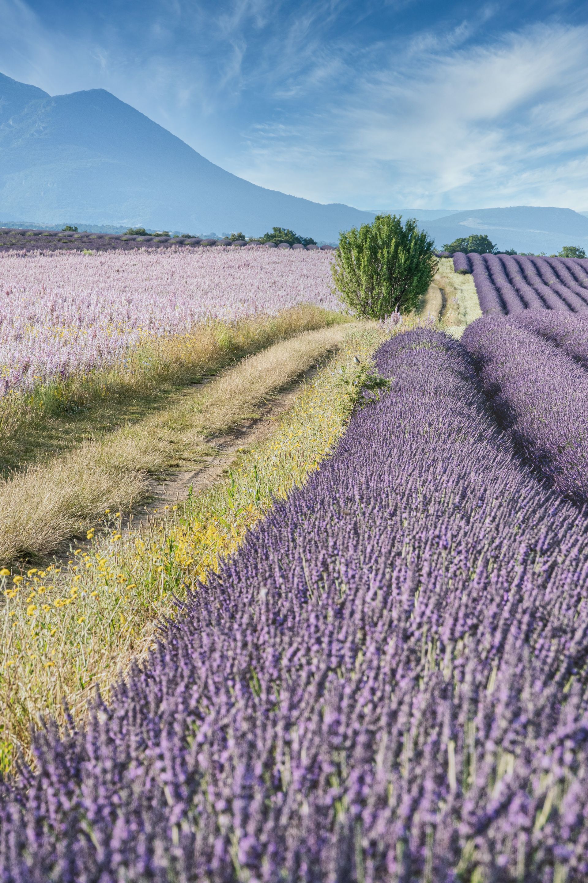 Lavender Fields of Provence Lavender Fields of Provence