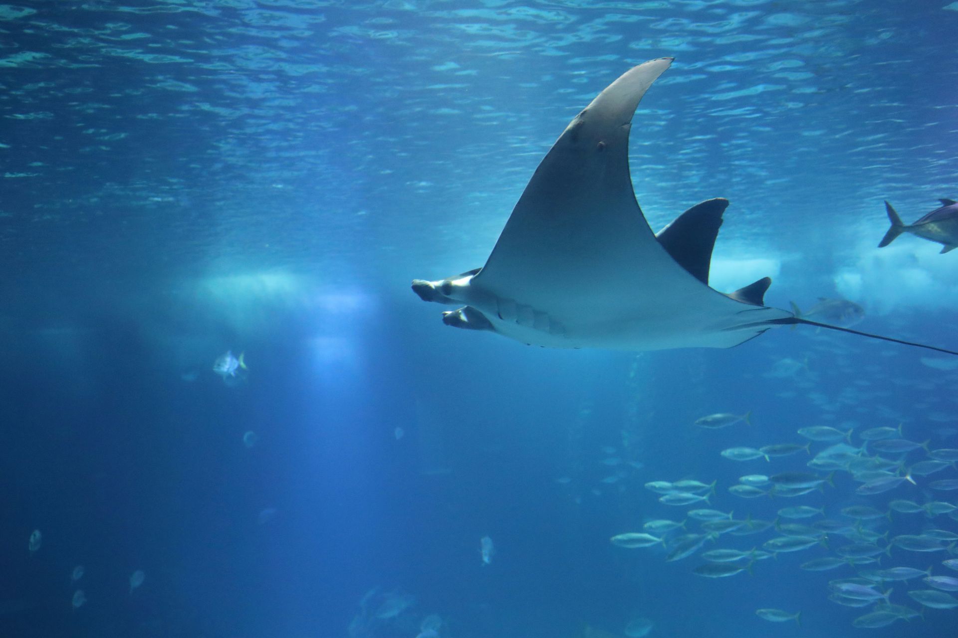 Lisbon Oceanarium