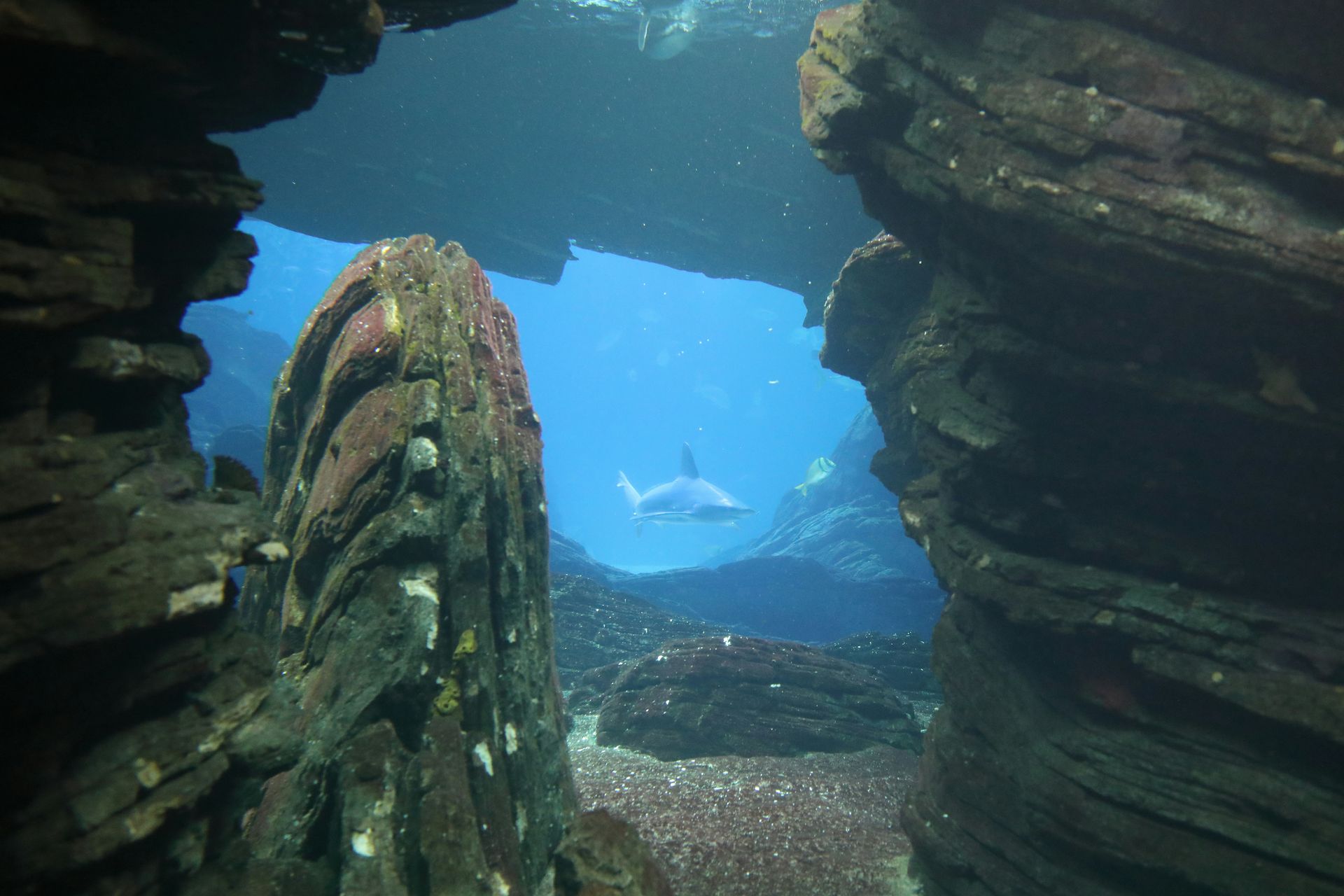 Lisbon Oceanarium Lisbon Oceanarium