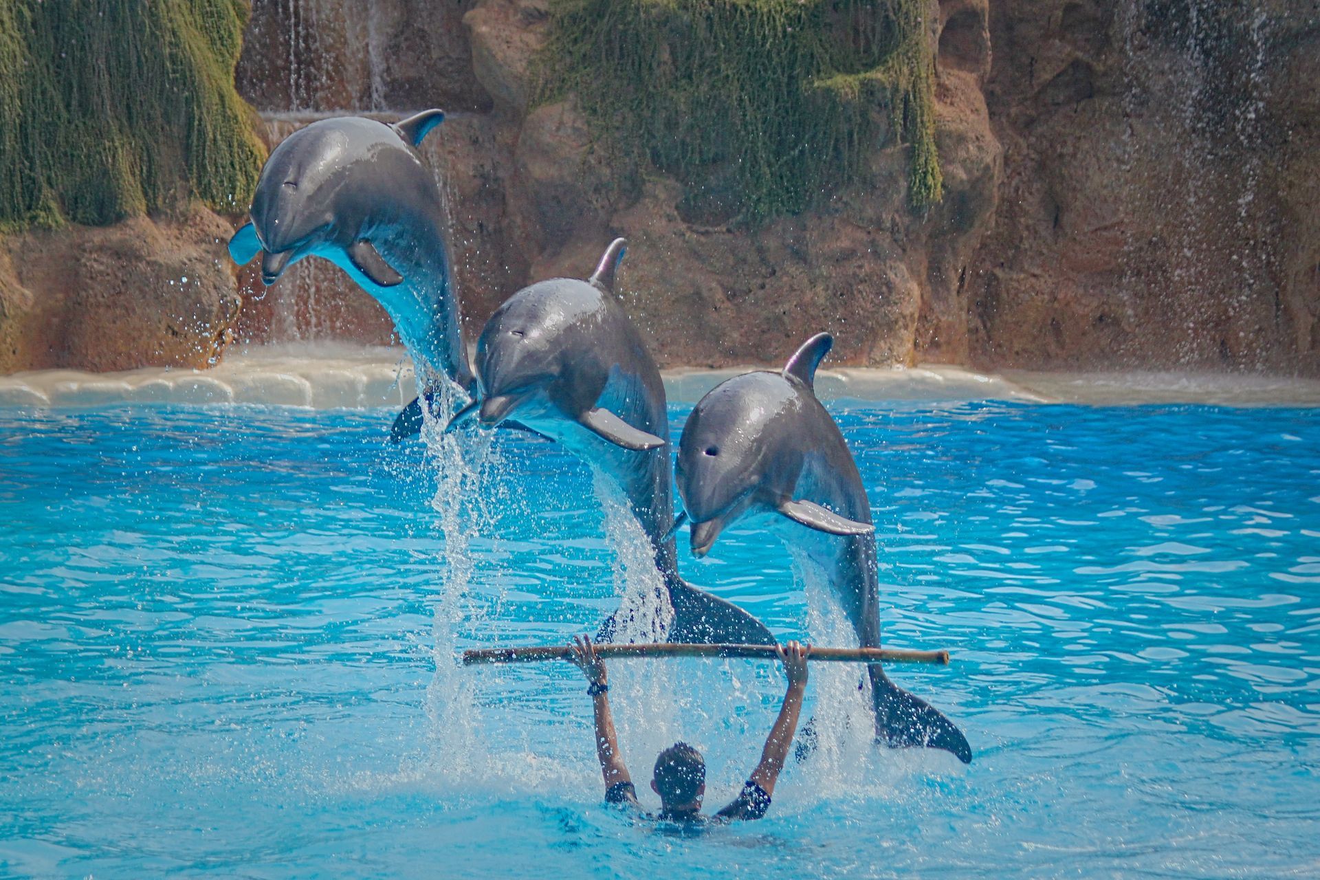 Loro Park Loro Park