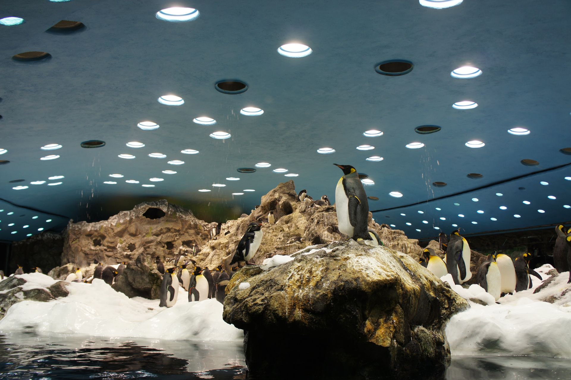 Loro Parque