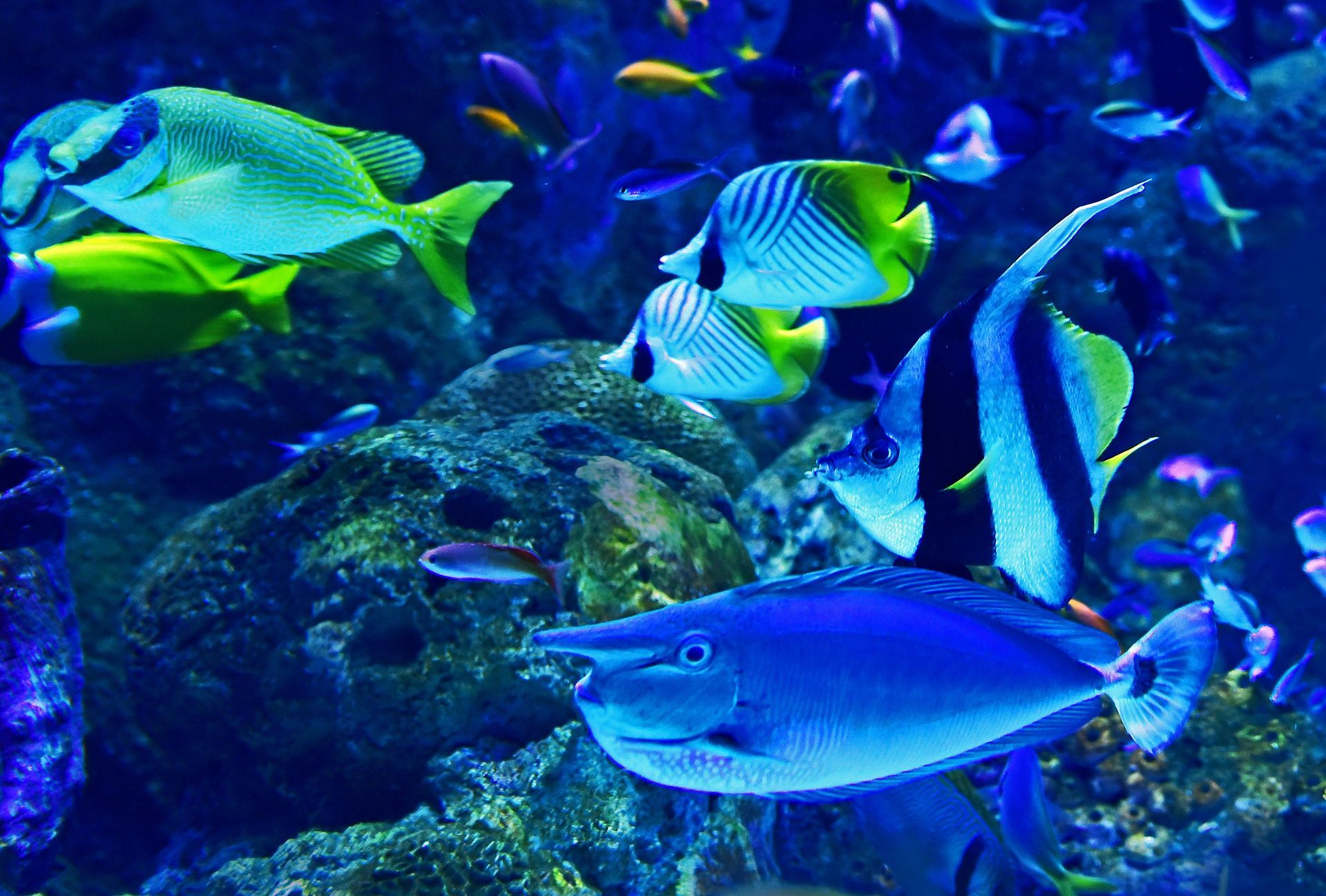 Lost Chambers Aquarium Lost Chambers Aquarium