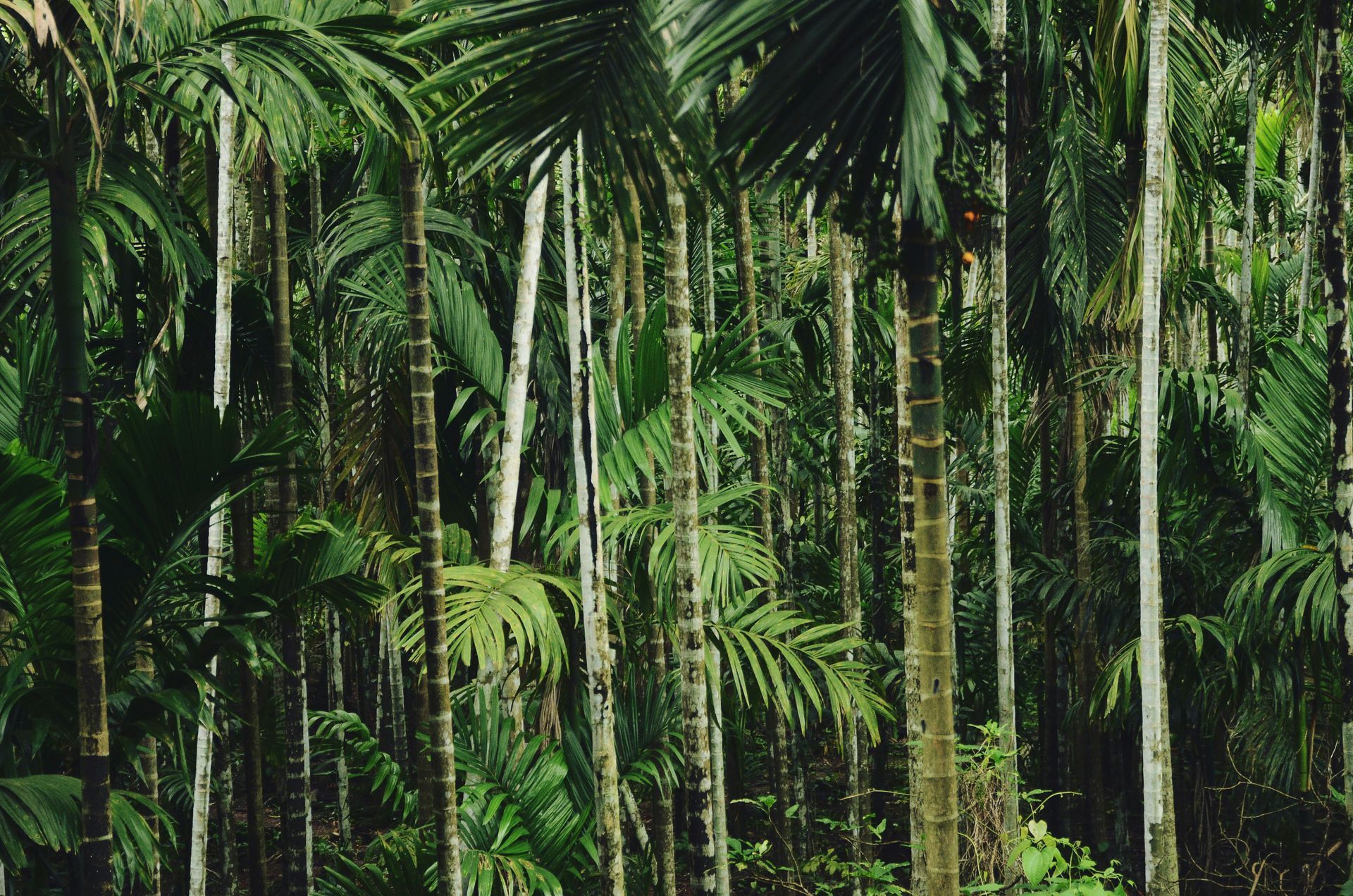 Lost Jungle London Lost Jungle London