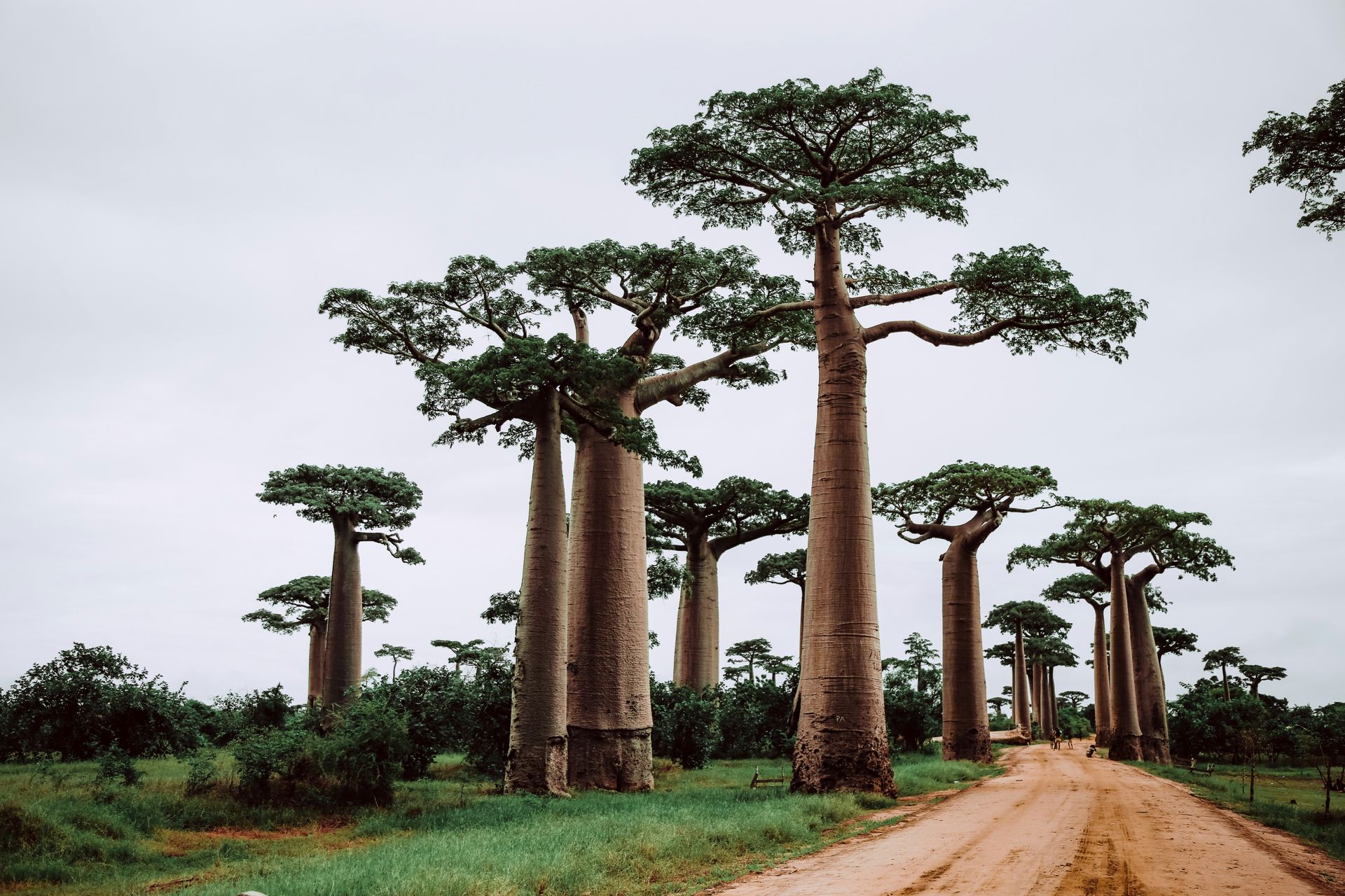 Madagascar Madagascar